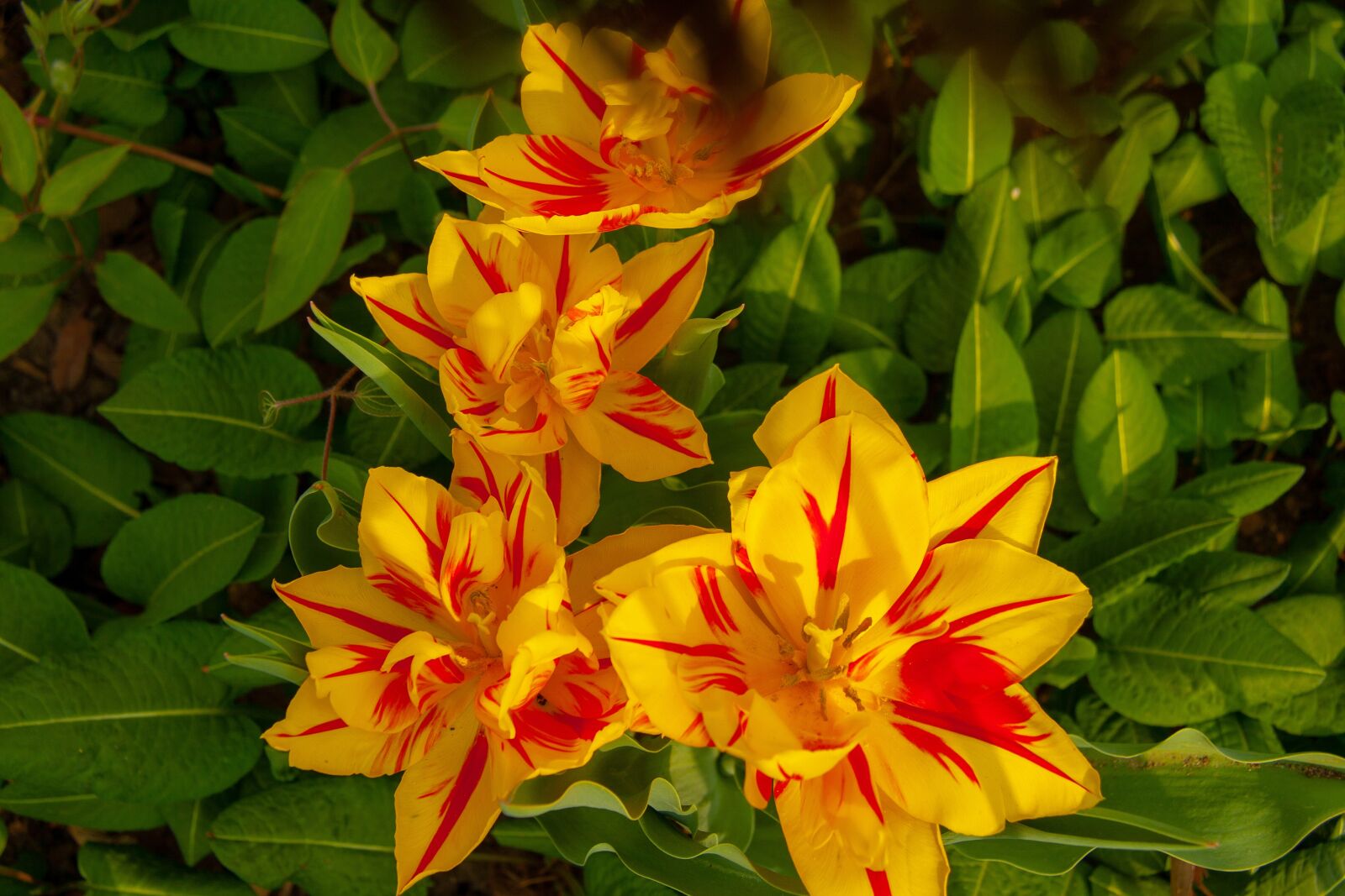 Canon EOS 400D (EOS Digital Rebel XTi / EOS Kiss Digital X) sample photo. Yellow, flowers, natur photography