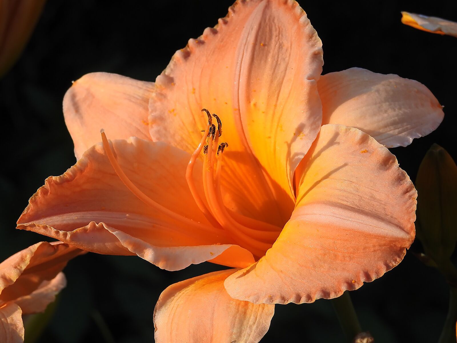 Nikon Coolpix P900 sample photo. Flower, nature, flora photography