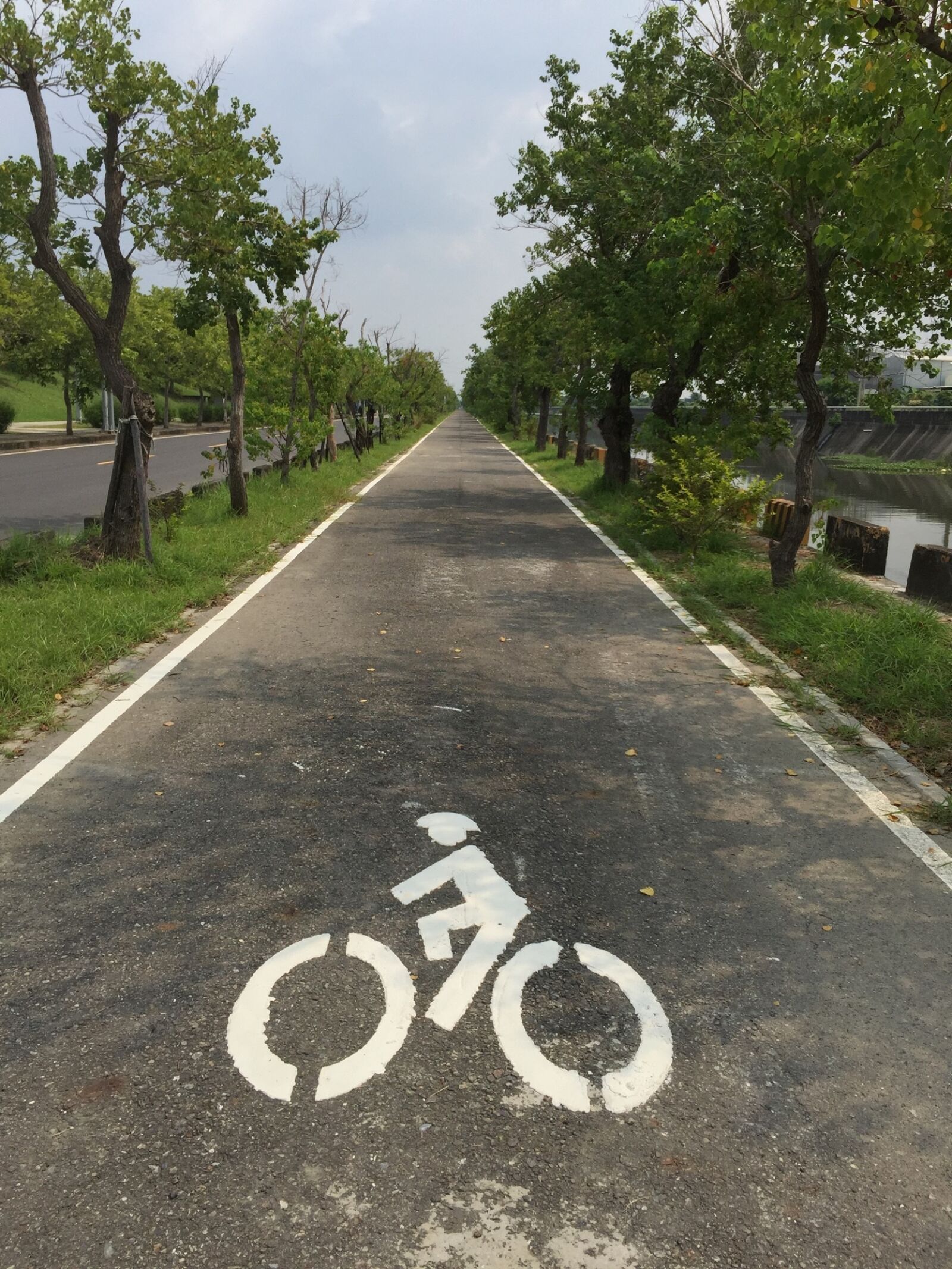 iPhone 6 Plus back camera 4.15mm f/2.2 sample photo. Bicycle, car road, trees photography