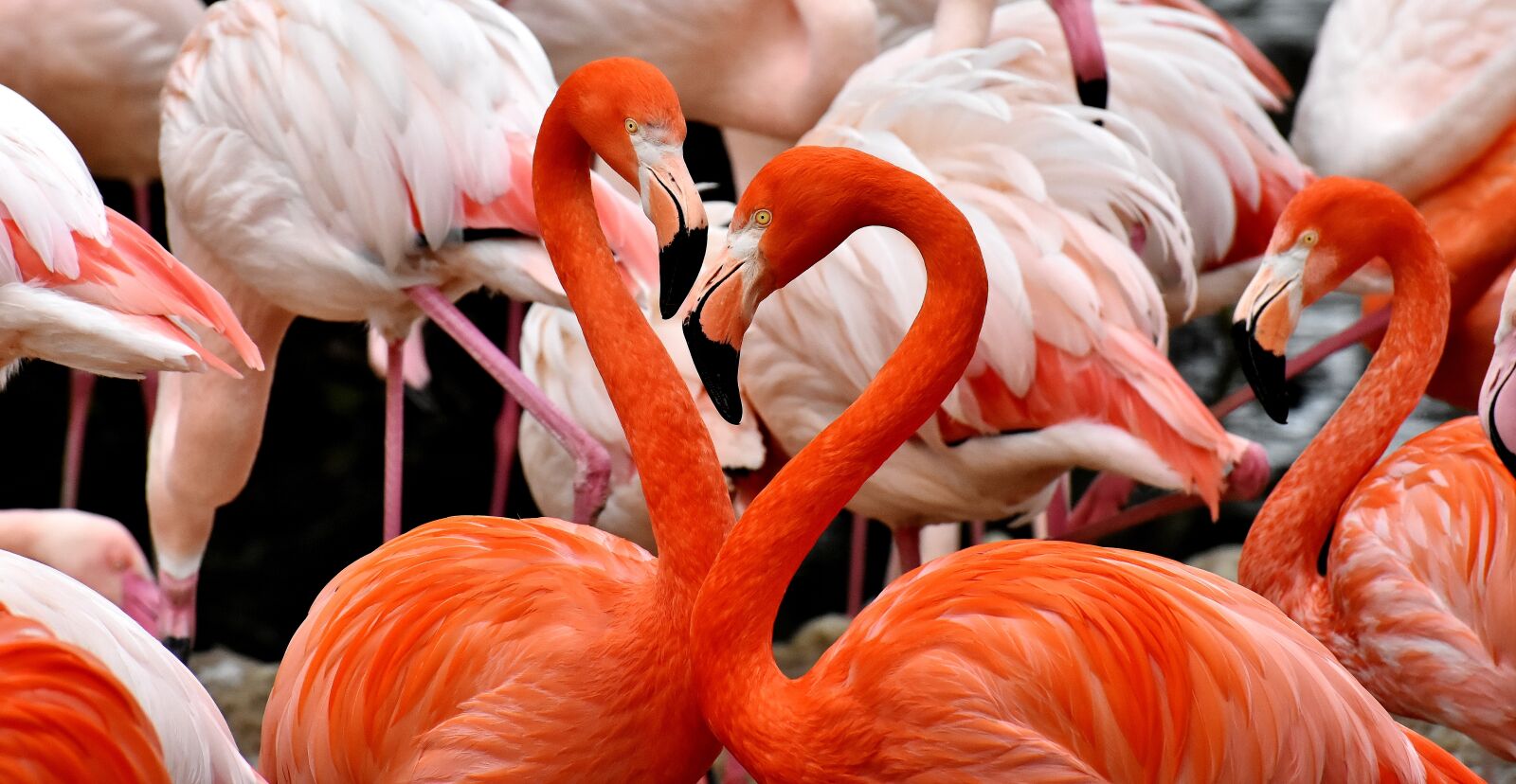 Nikon D7200 sample photo. Flamingo, bird, colorful photography