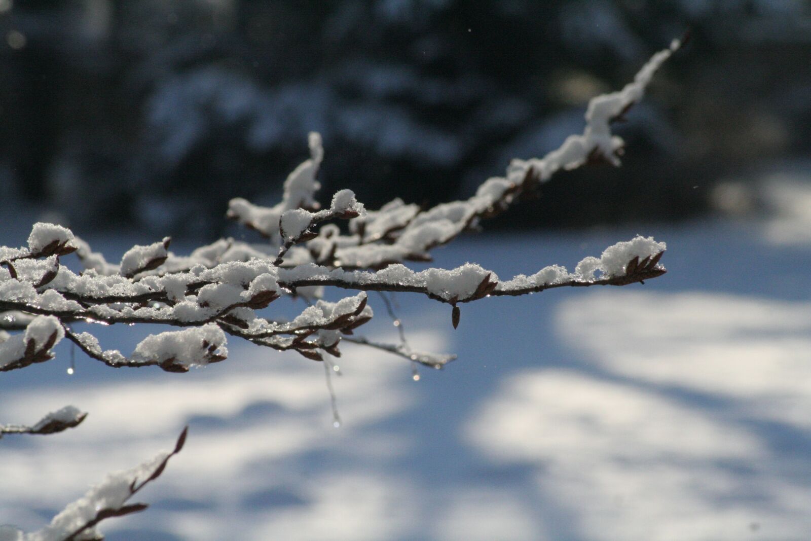 Canon EOS 350D (EOS Digital Rebel XT / EOS Kiss Digital N) sample photo. Snow, branch, tree photography