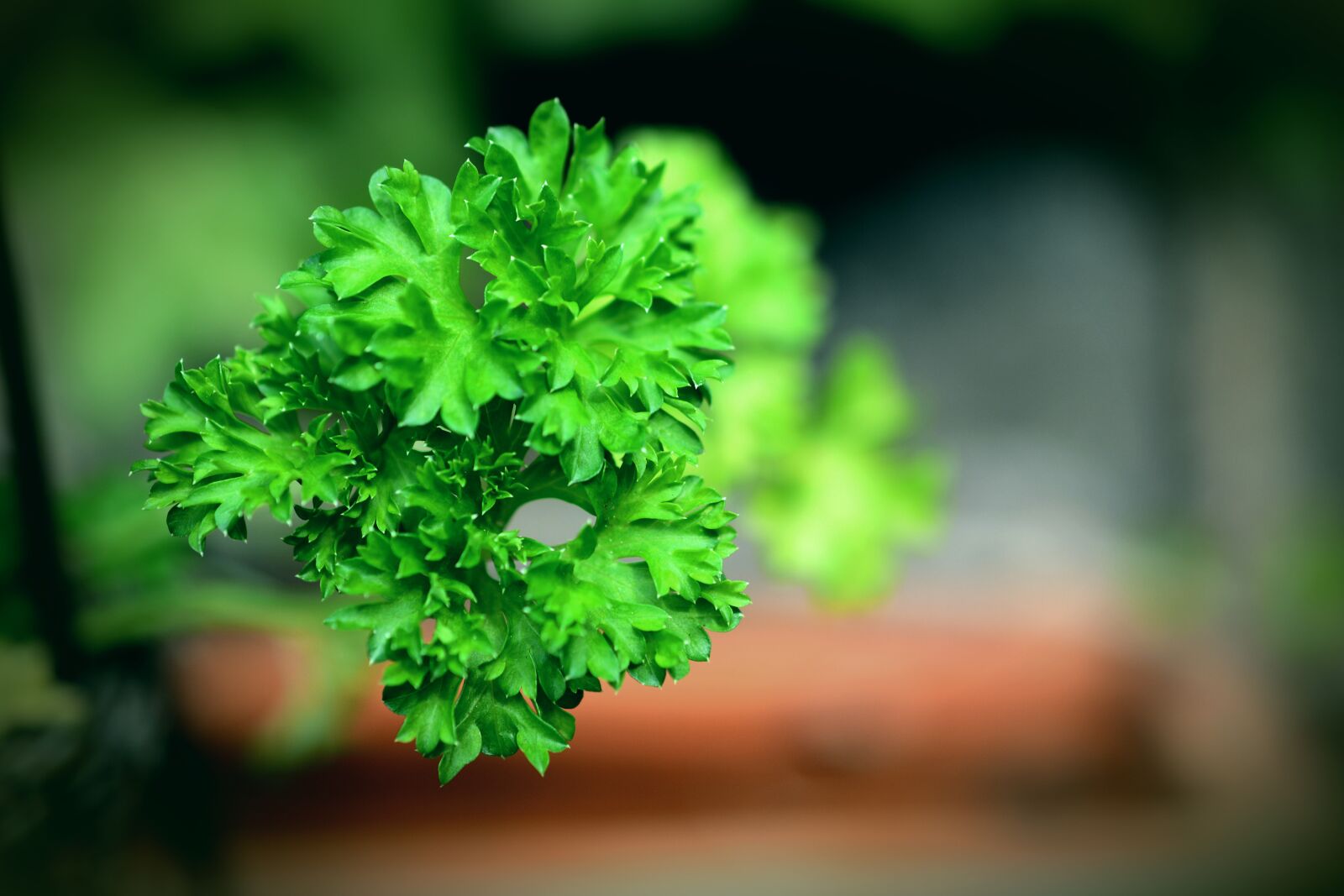 Nikon D5200 sample photo. Parsley, herbs, herb garden photography