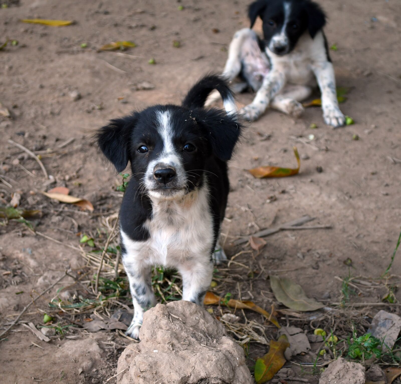 Nikon D7500 sample photo. Dog, puppy, pet photography