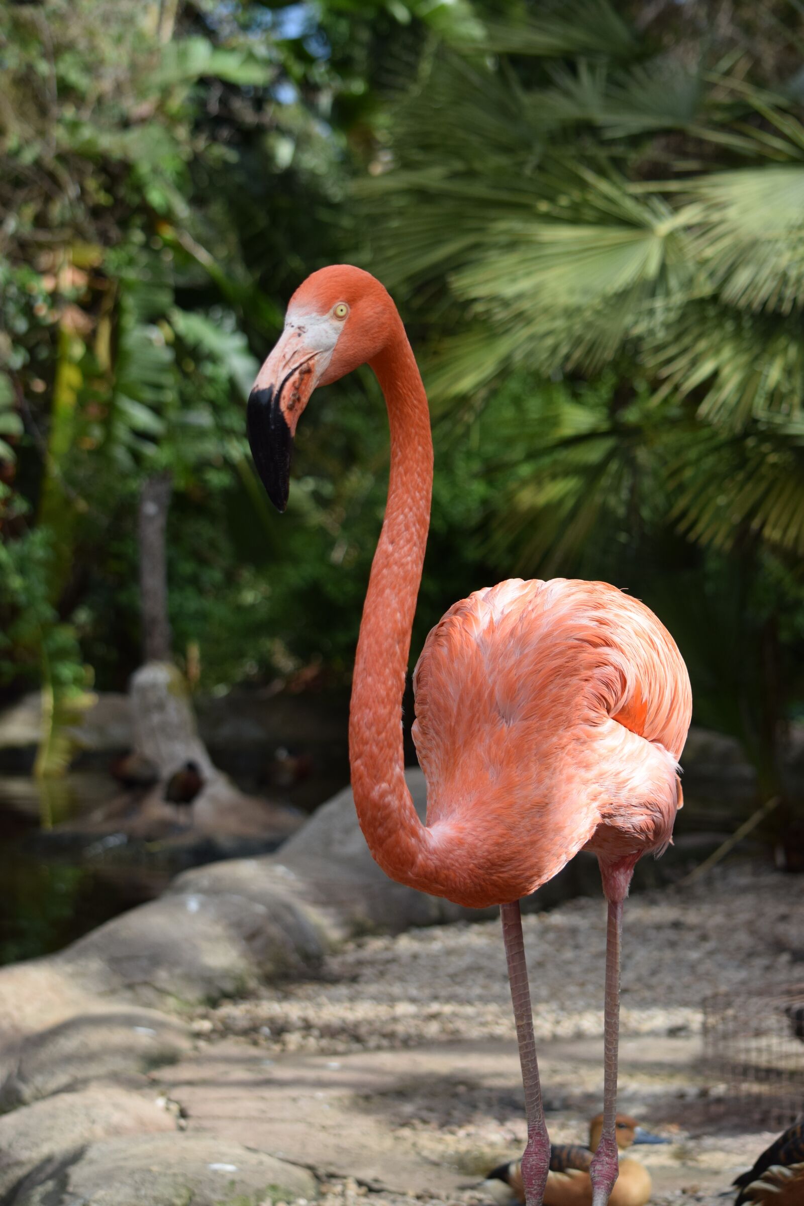 Nikon D3300 sample photo. Flamingo, pink, bird photography