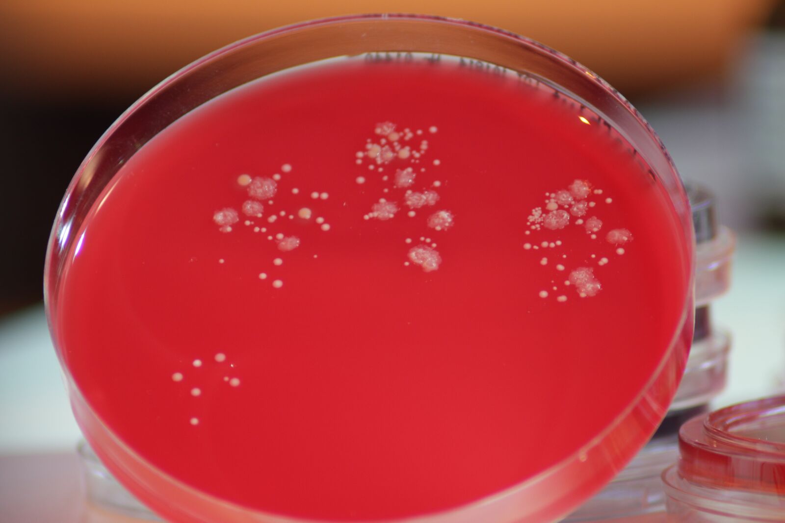 Canon EOS 550D (EOS Rebel T2i / EOS Kiss X4) sample photo. Bacteria, laboratory, virus photography