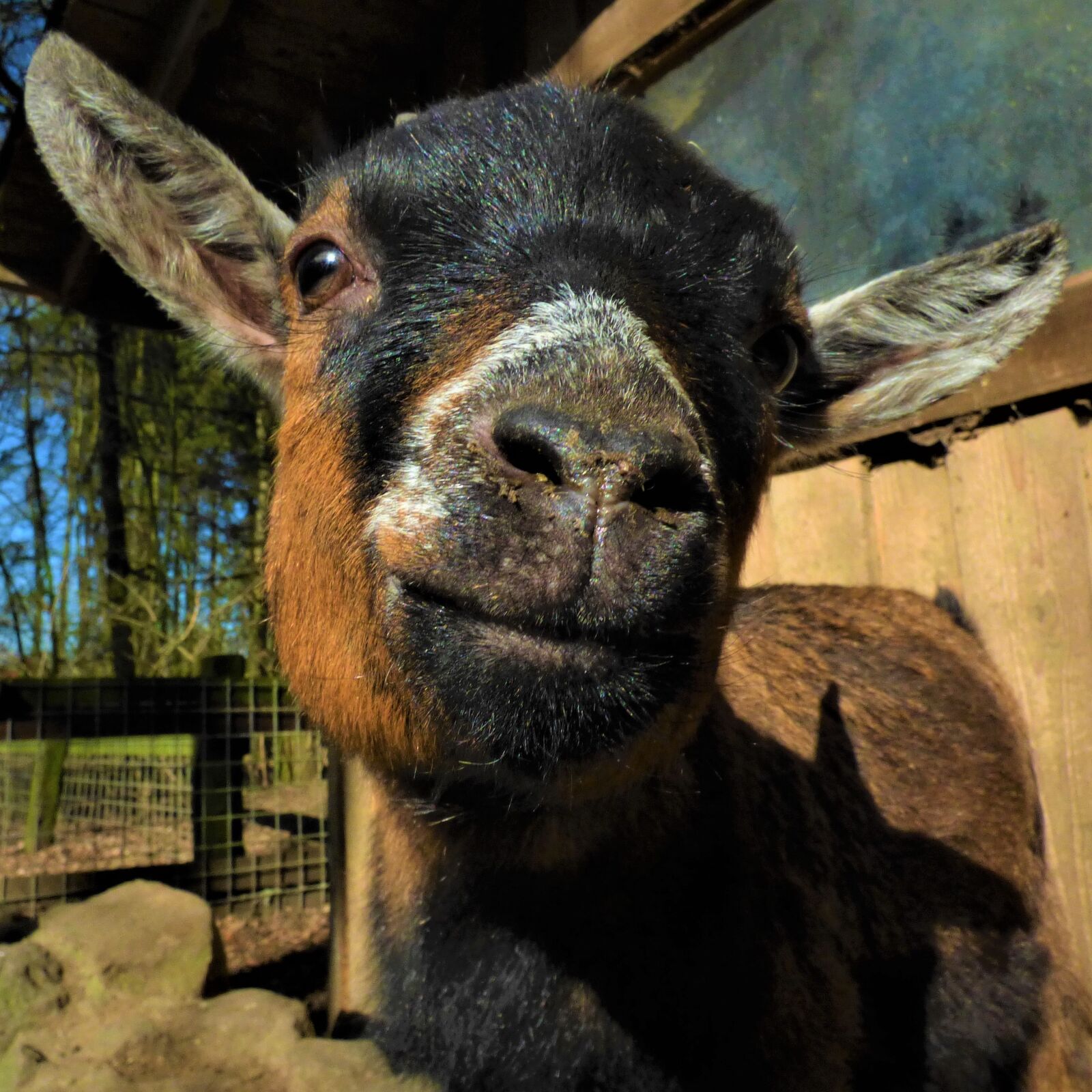 Panasonic DMC-FZ72 sample photo. Goat, curious, goat's head photography