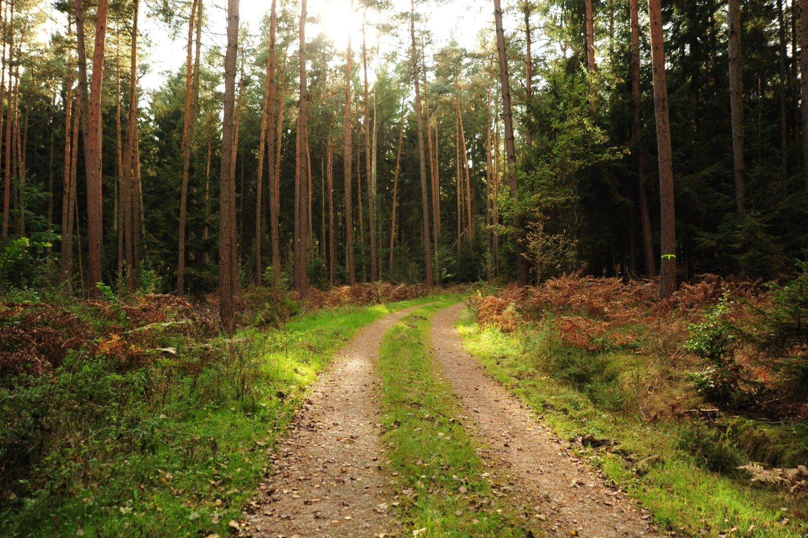 Nikon D700 sample photo. Forest path, landscape, forest photography