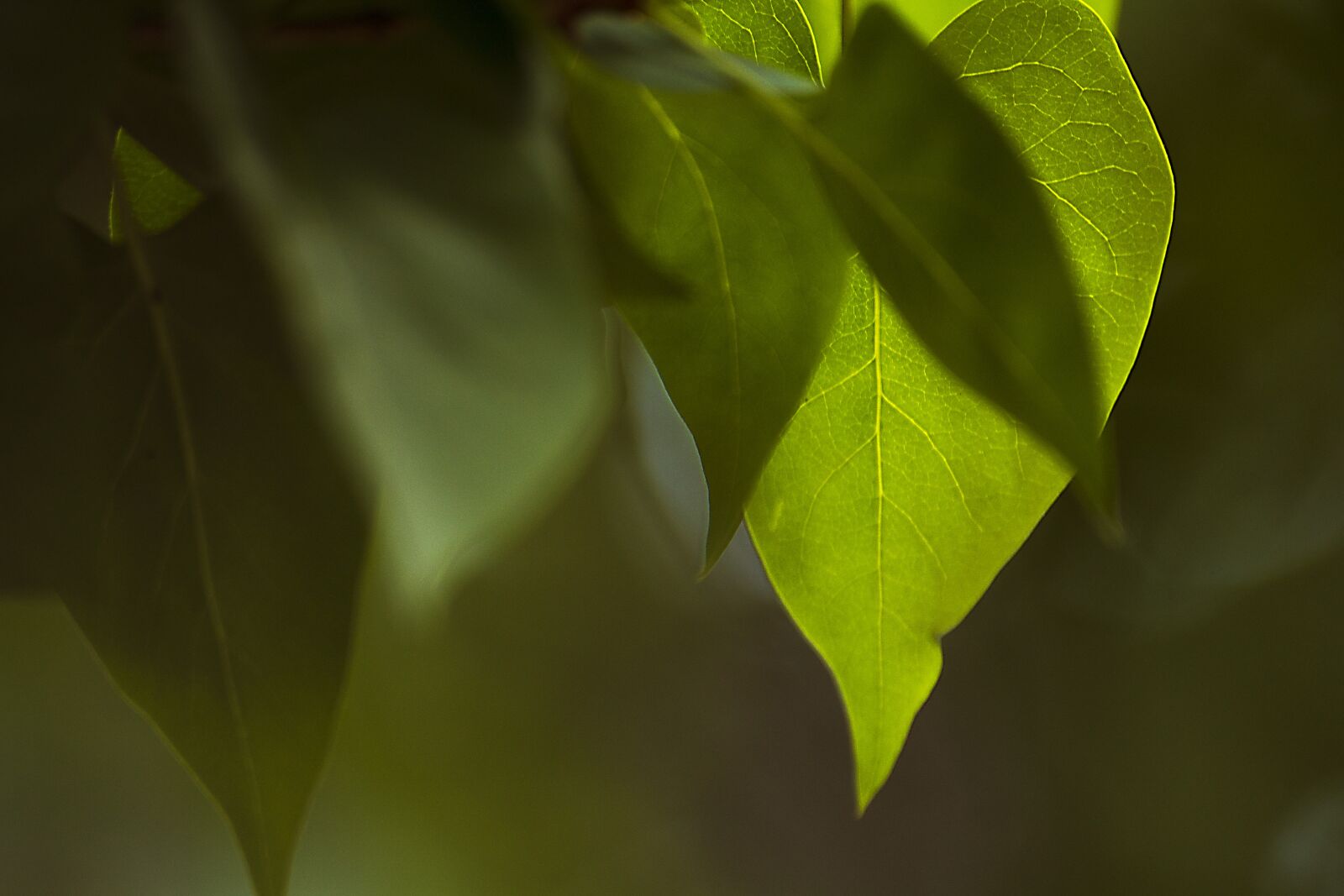 Canon EOS 1100D (EOS Rebel T3 / EOS Kiss X50) sample photo. Leaf, plant, nature photography