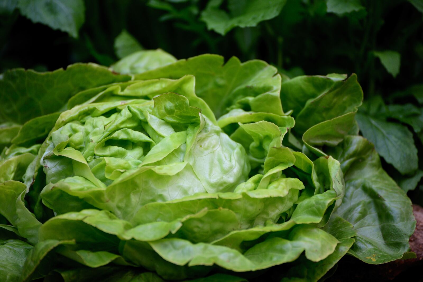 Nikon D610 sample photo. Salad, head of lettuce photography