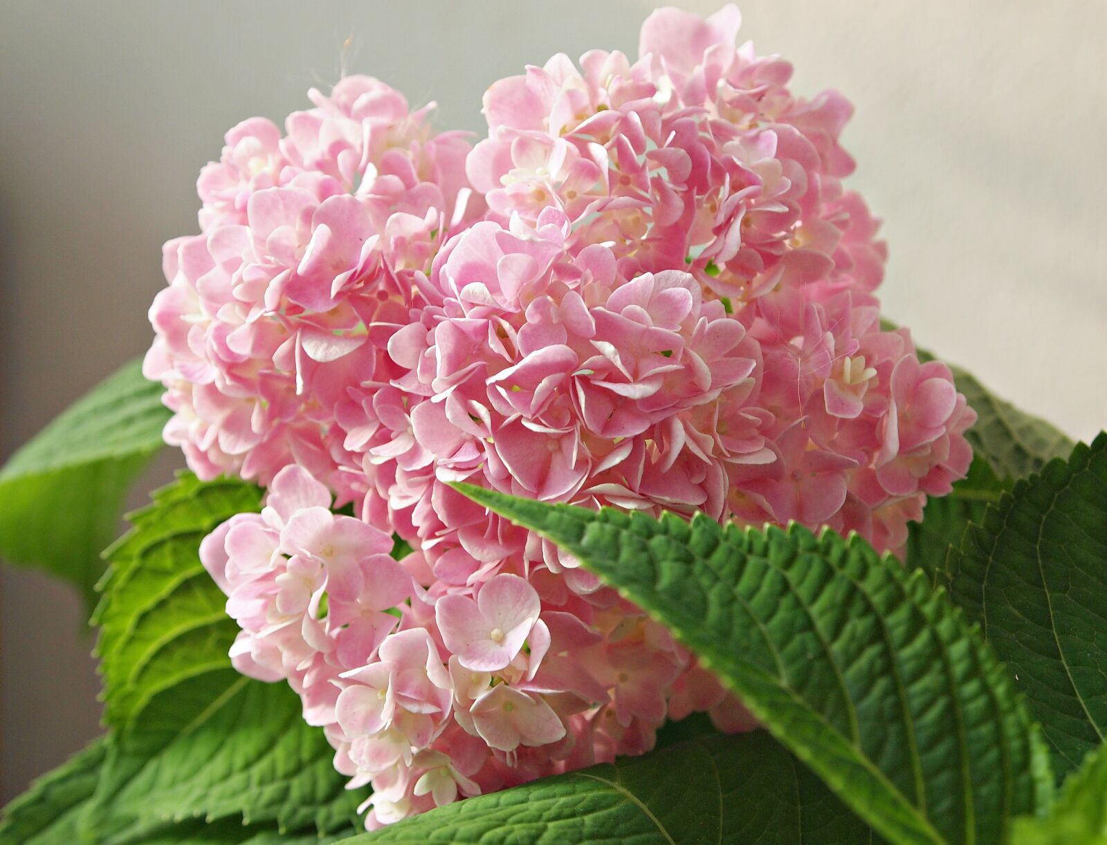 Olympus PEN E-PL1 sample photo. Tree, flowers, nature photography