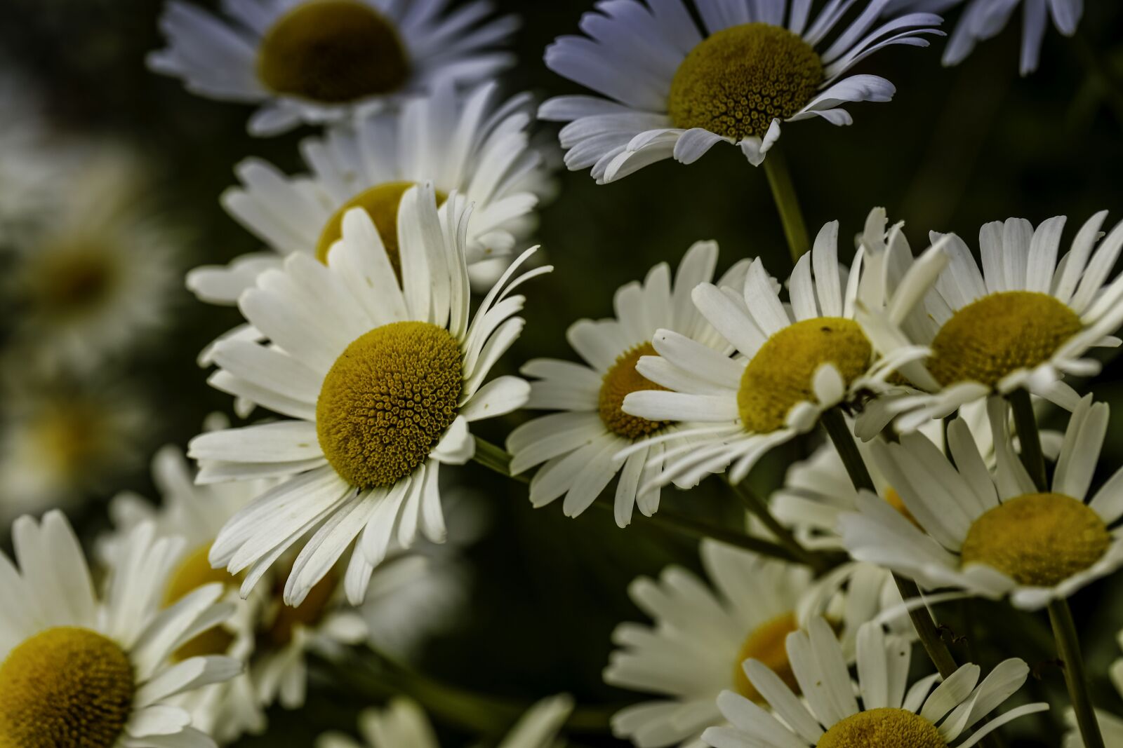 Canon EF 100mm F2.8L Macro IS USM sample photo. Daisy, flower, nature photography