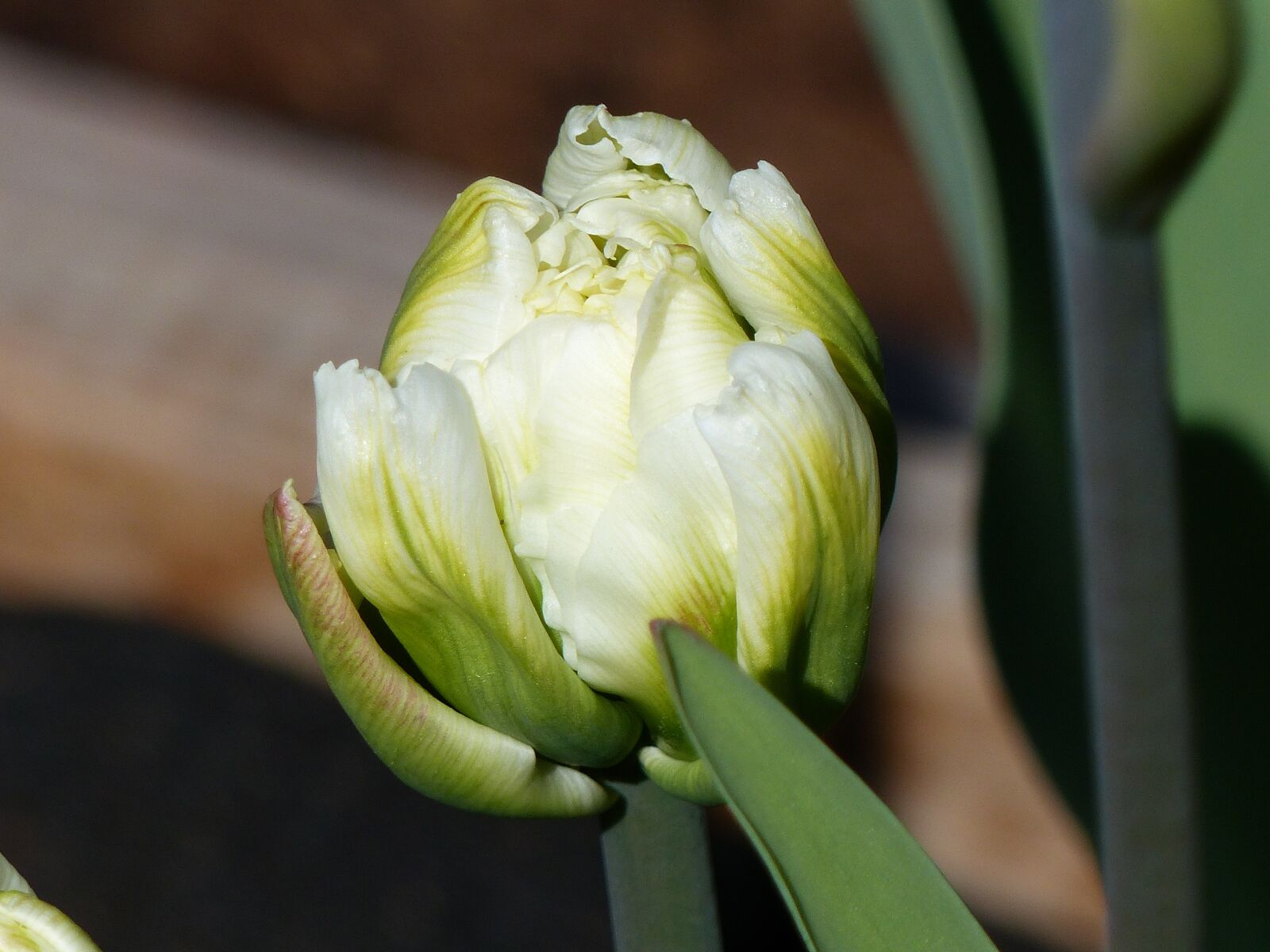 Panasonic Lumix DMC-FZ200 sample photo. Tulip, white, onion photography