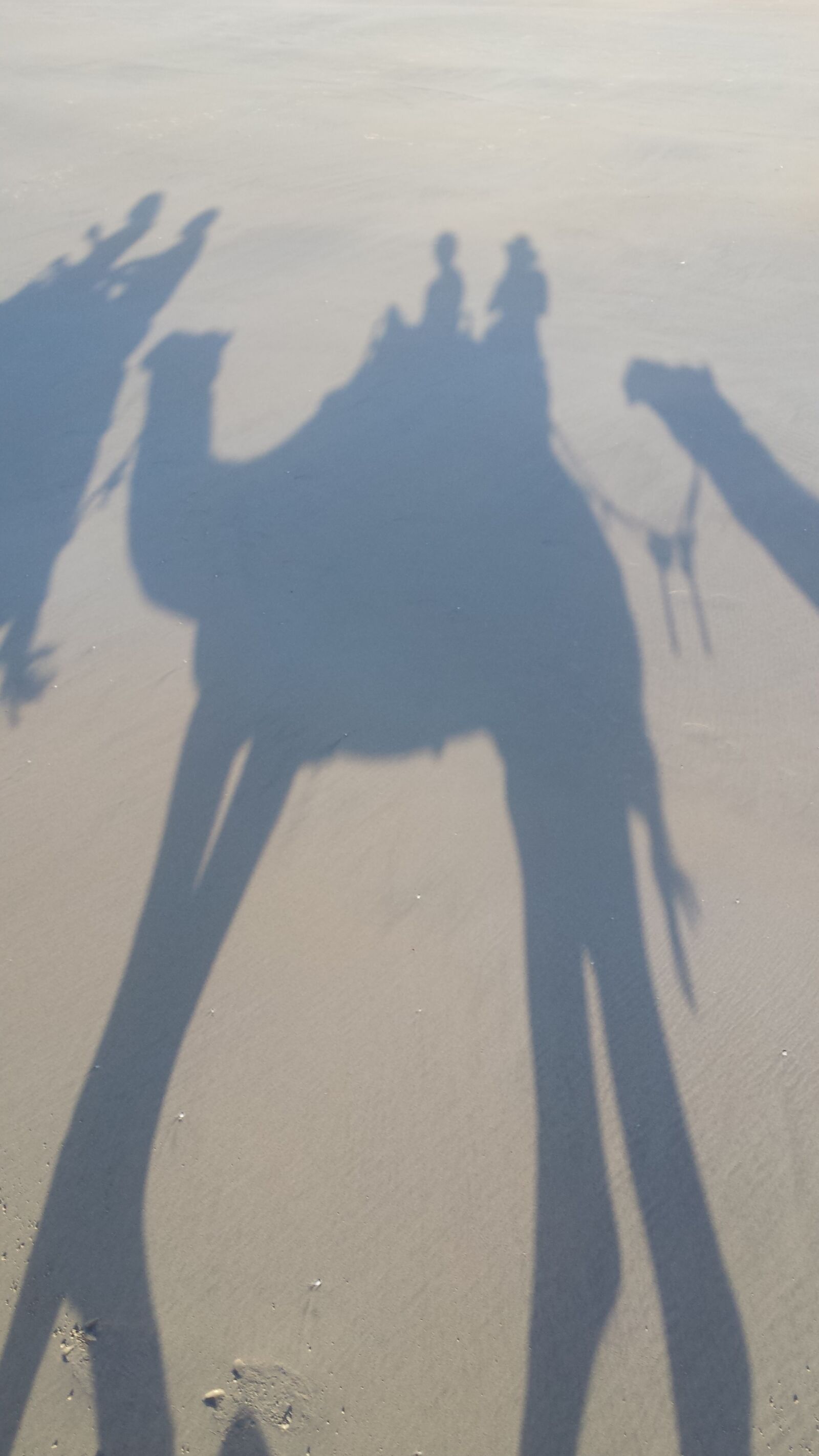 Samsung Galaxy S4 sample photo. Shadow, camel, silhouette photography