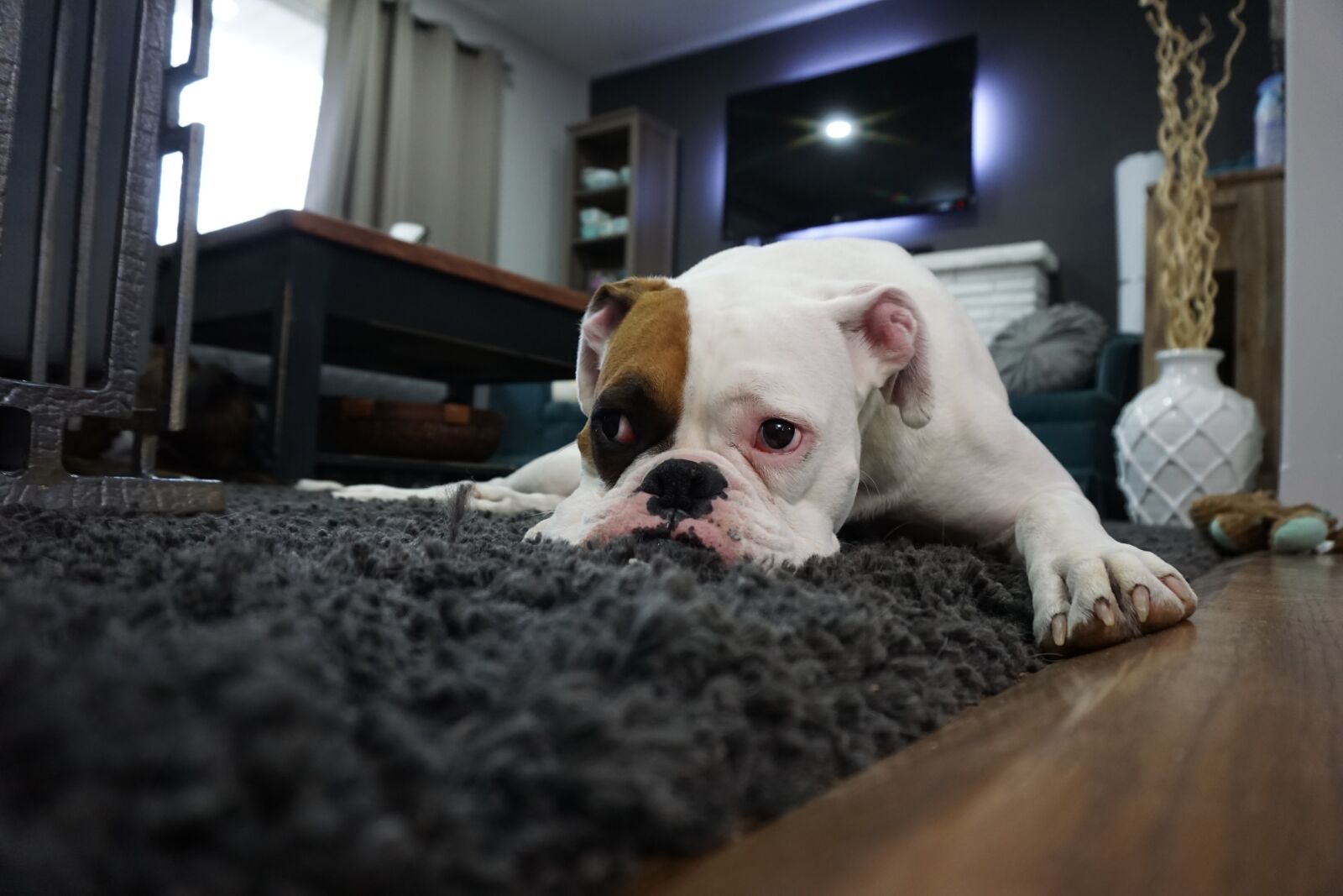 Sony a6000 sample photo. Boxer, dog, lazy photography