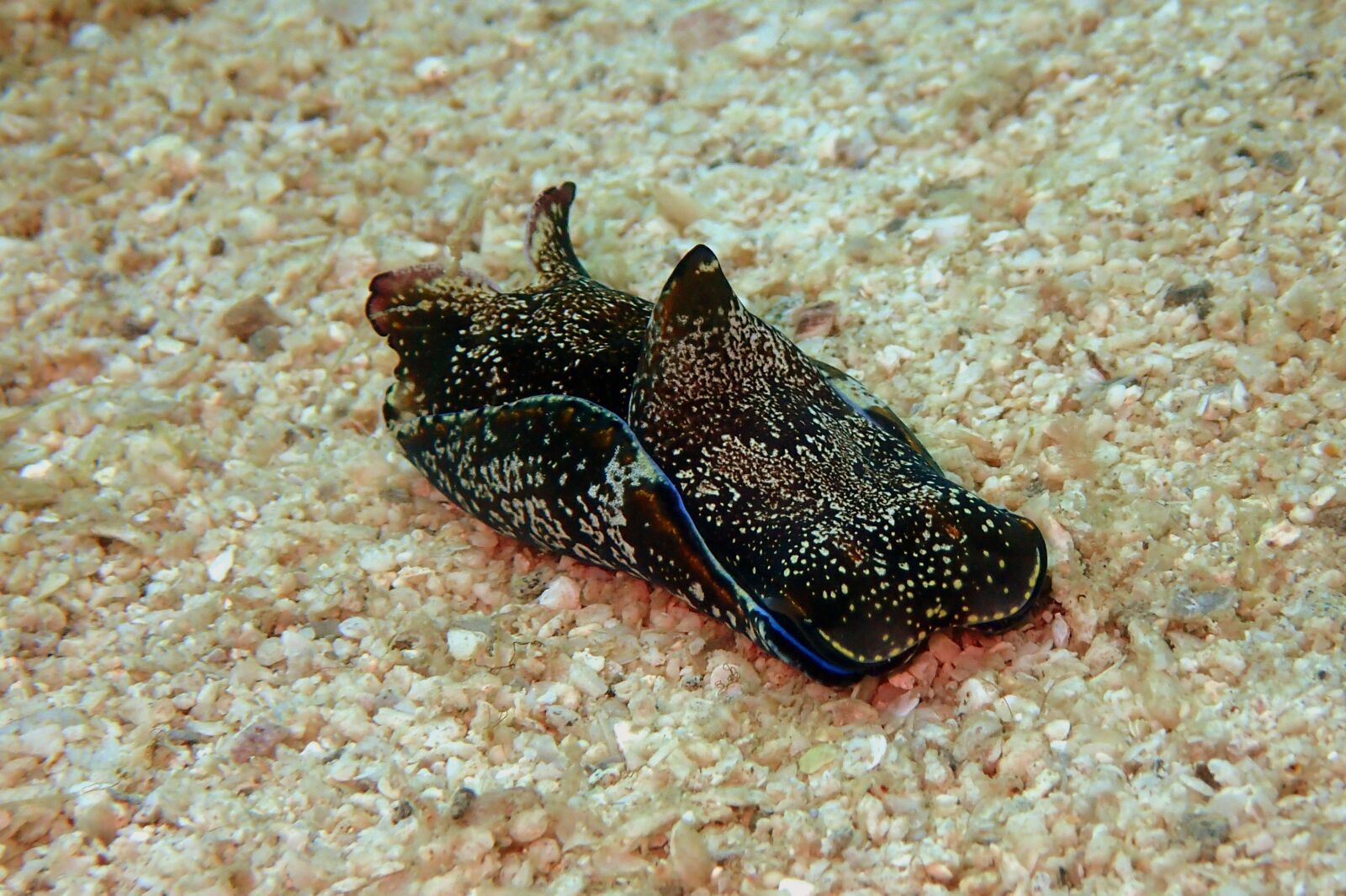 Olympus TG-4 sample photo. Sea hare, sea slug photography