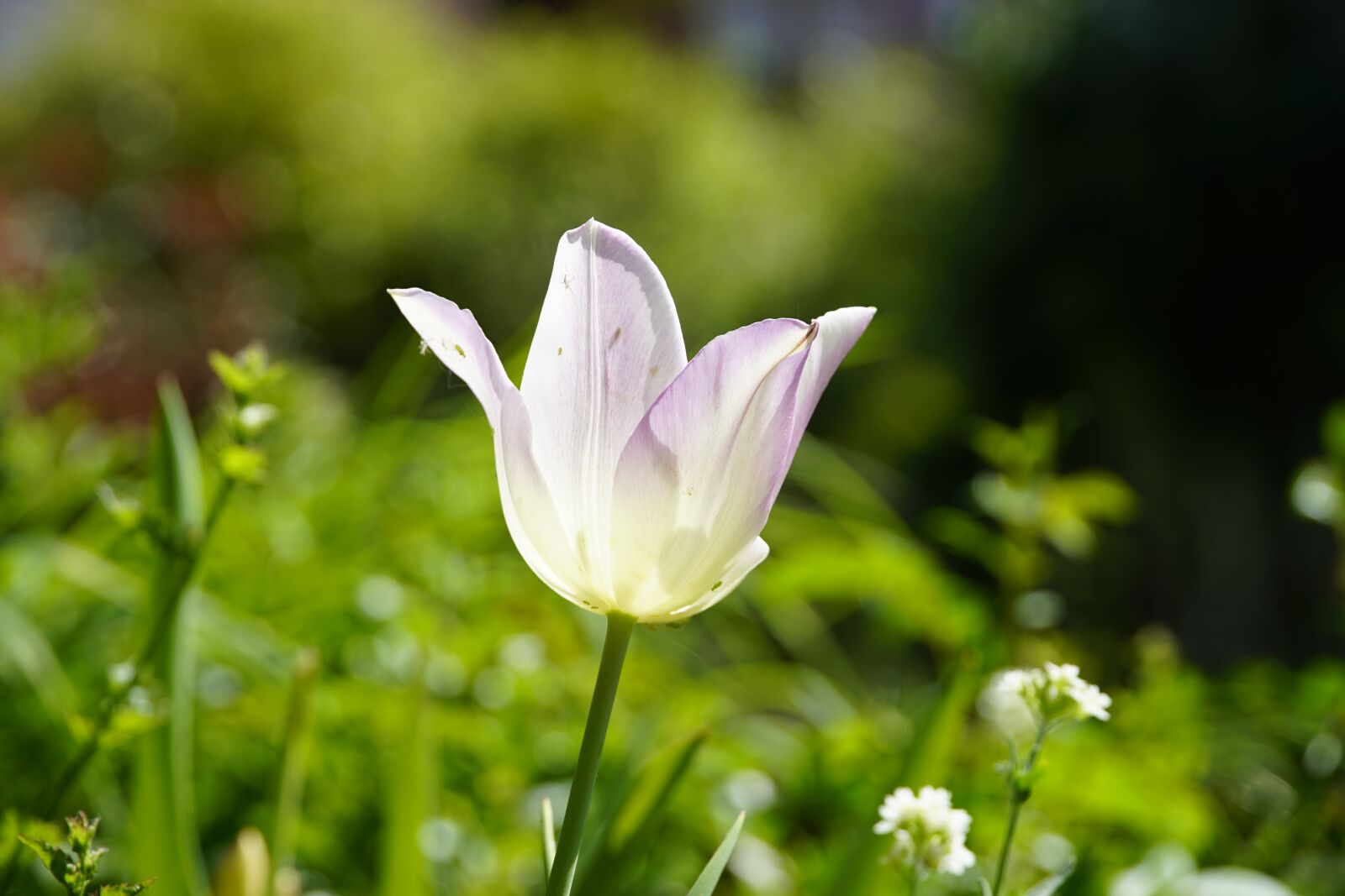 Sony a7R II + Sony E PZ 18-105mm F4 G OSS sample photo. White, tulip, sun photography
