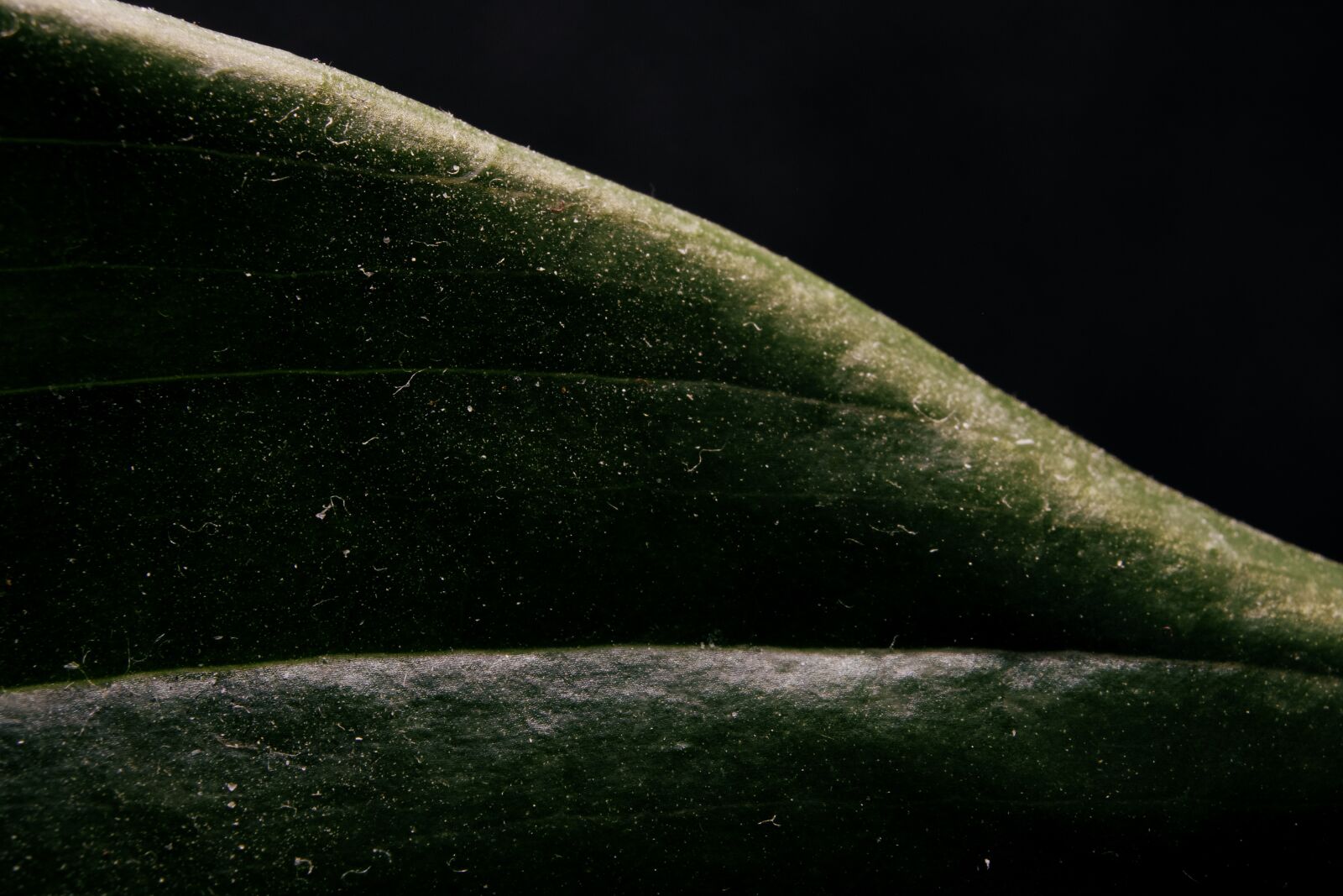Canon EOS 750D (EOS Rebel T6i / EOS Kiss X8i) sample photo. Flower, petal, stem photography