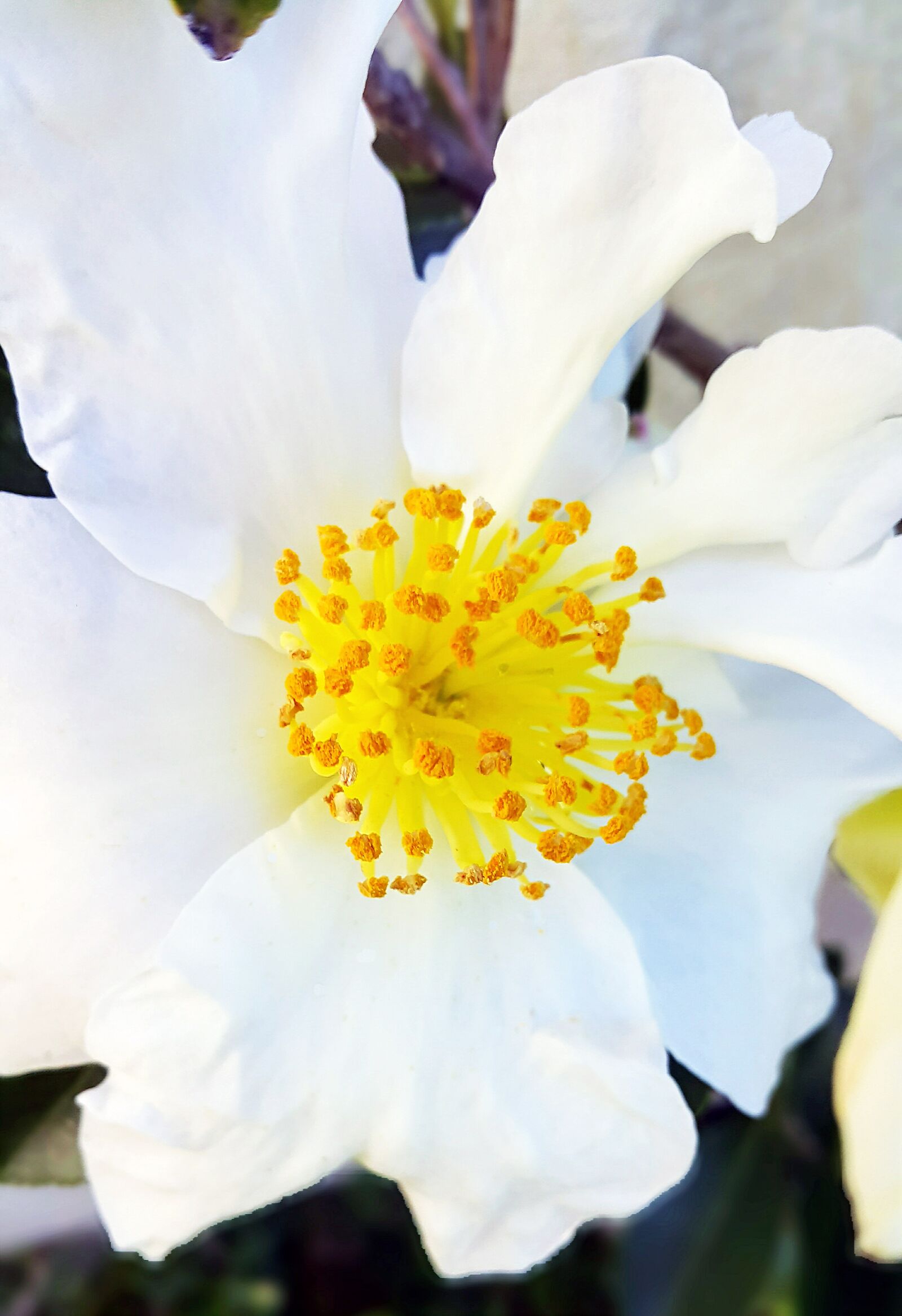 Samsung Galaxy Note4 sample photo. Camellia, flower, nature photography