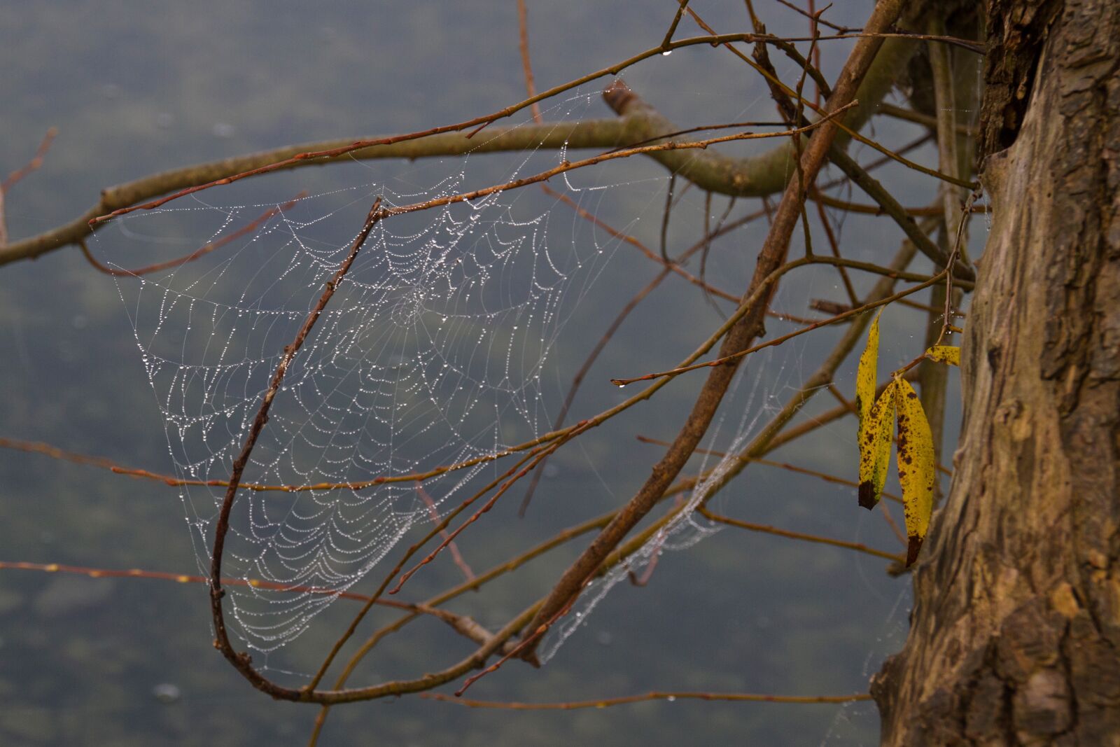 Canon EOS 7D sample photo. Cobweb, web, autumn photography