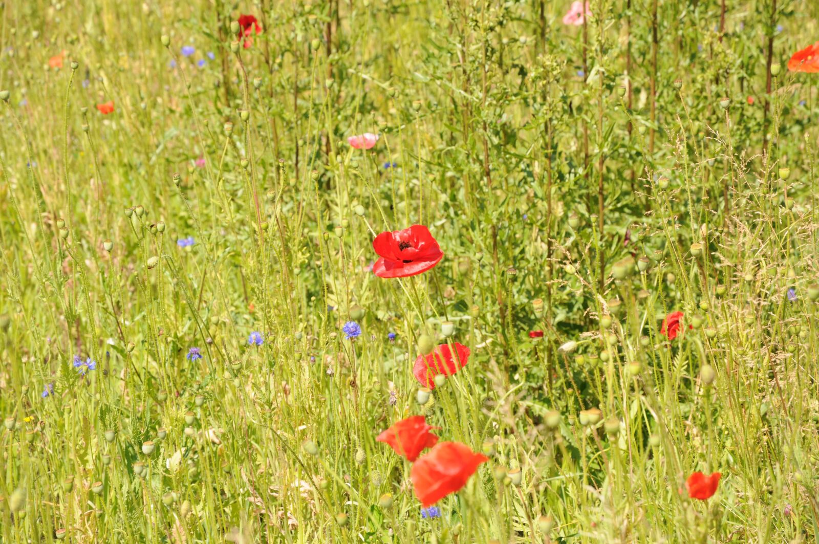 Nikon D90 sample photo. Poppy field, poppies, field photography