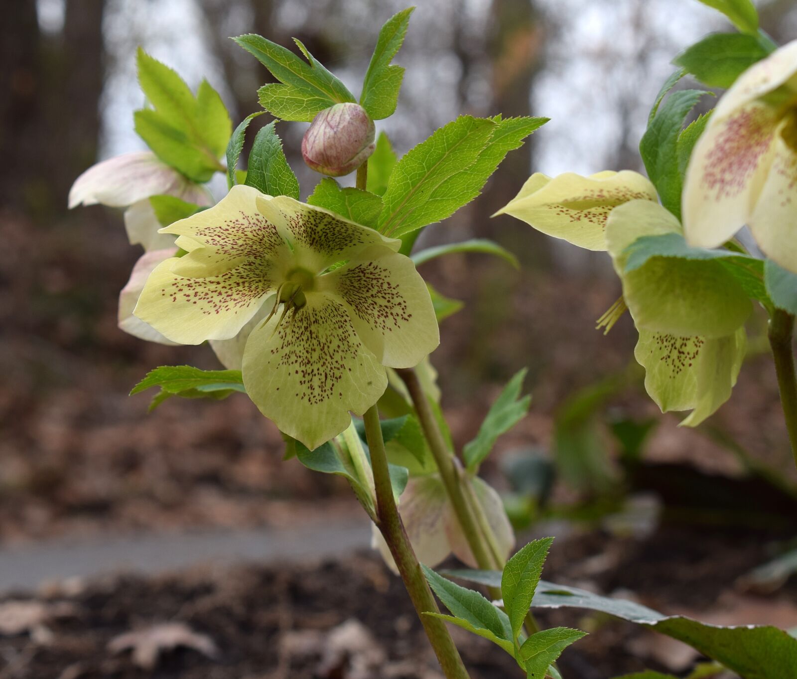 Nikon D3300 sample photo. White hellebore, white lenten photography