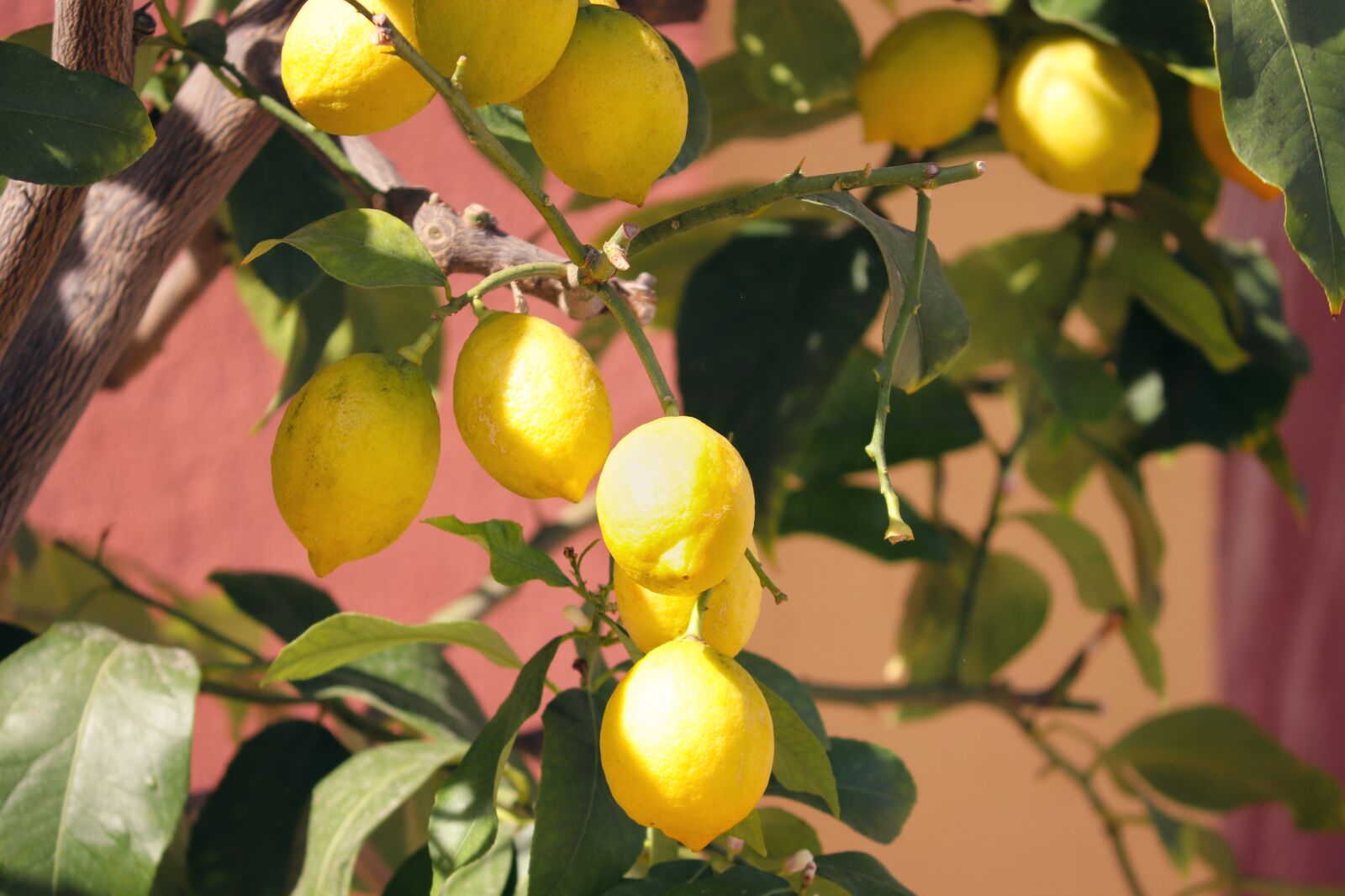 Canon EOS 200D (EOS Rebel SL2 / EOS Kiss X9) sample photo. Lemons, yellow, lemon tree photography