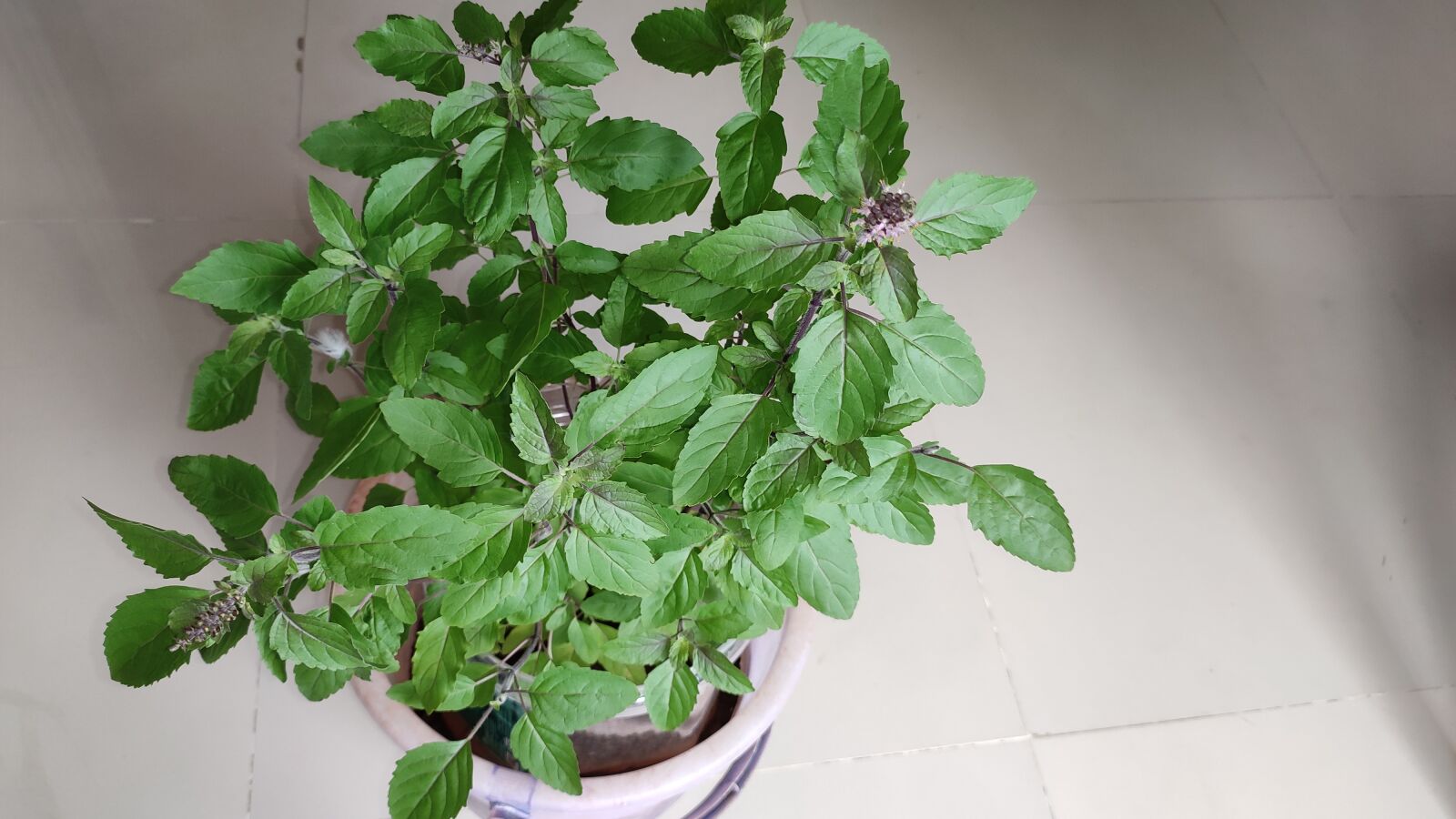 Xiaomi Redmi Note 7 Pro sample photo. Tulsi, leave, tulasi photography