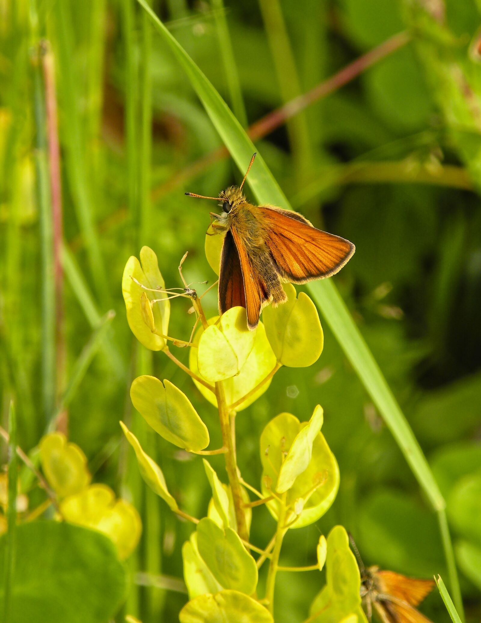 Nikon Coolpix P80 sample photo. Butterfly, skipper, meadow photography