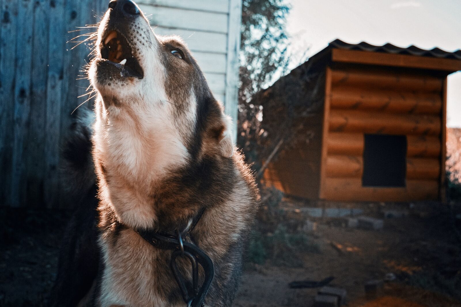Fujifilm X-E1 + Fujifilm XF 35mm F1.4 R sample photo. Dog, angry dog, booth photography