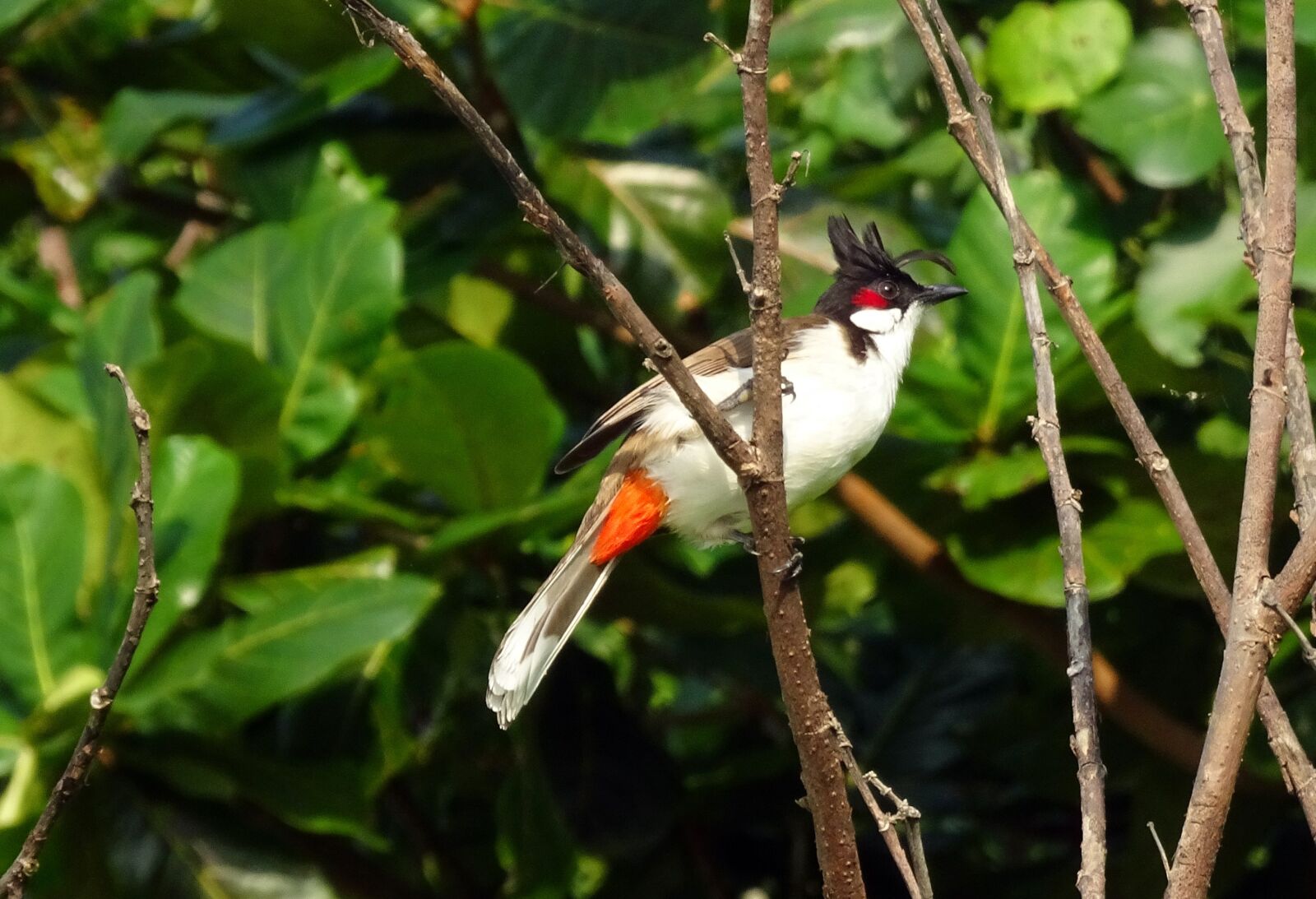 Sony Cyber-shot DSC-HX90V sample photo. Bird, red-whiskered bulbul, pycnonotus photography