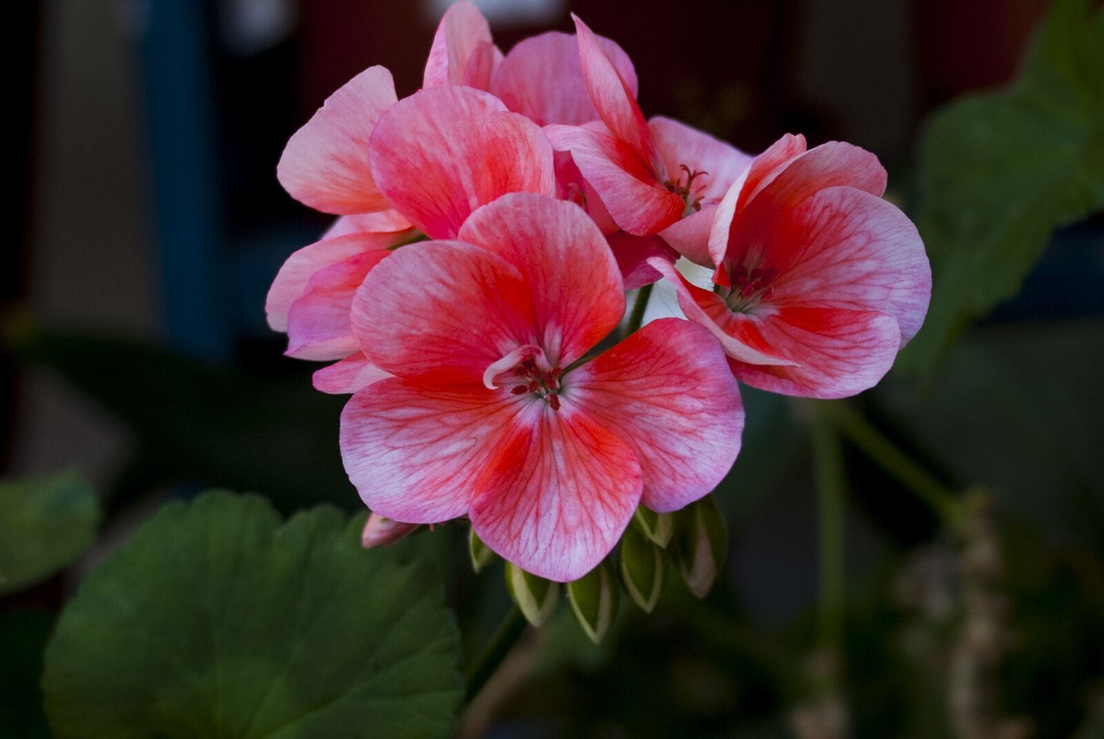 Nikon D60 sample photo. Flower, nature, plant photography