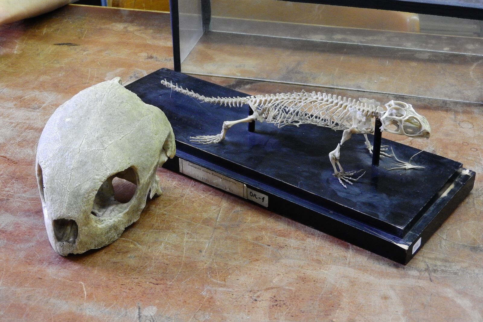 Nikon Coolpix P610 sample photo. Hawksbill, haterii, skull photography
