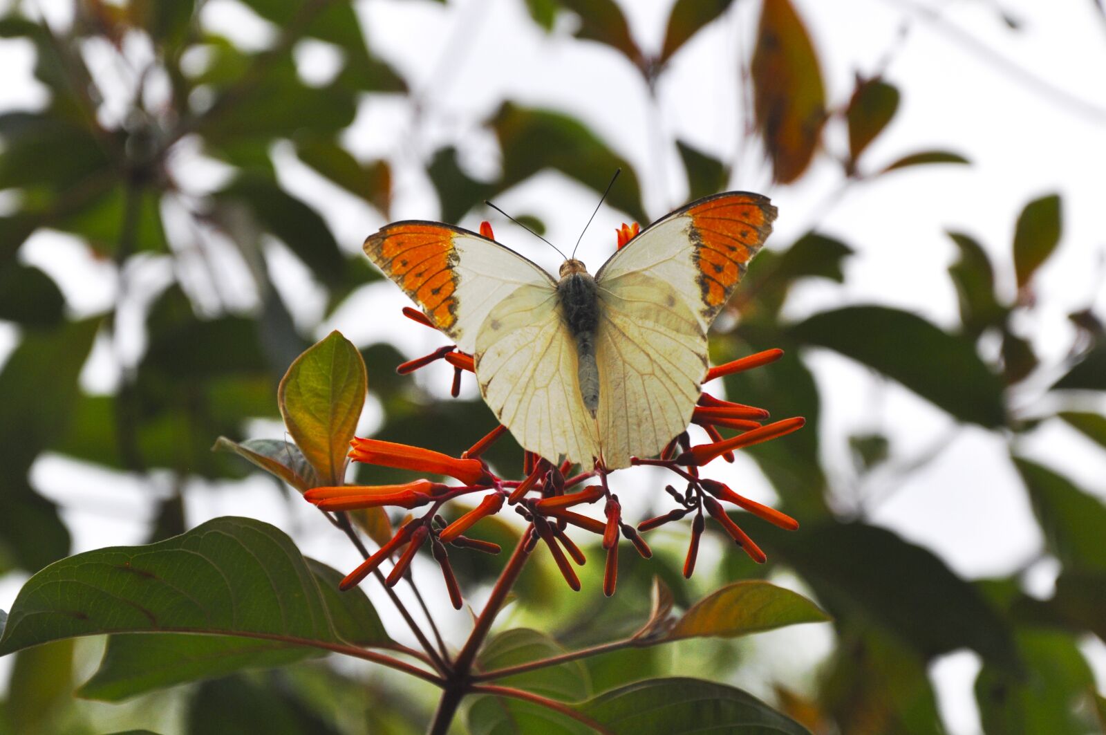 Nikon D5000 sample photo. Butterfly, flower, insect photography
