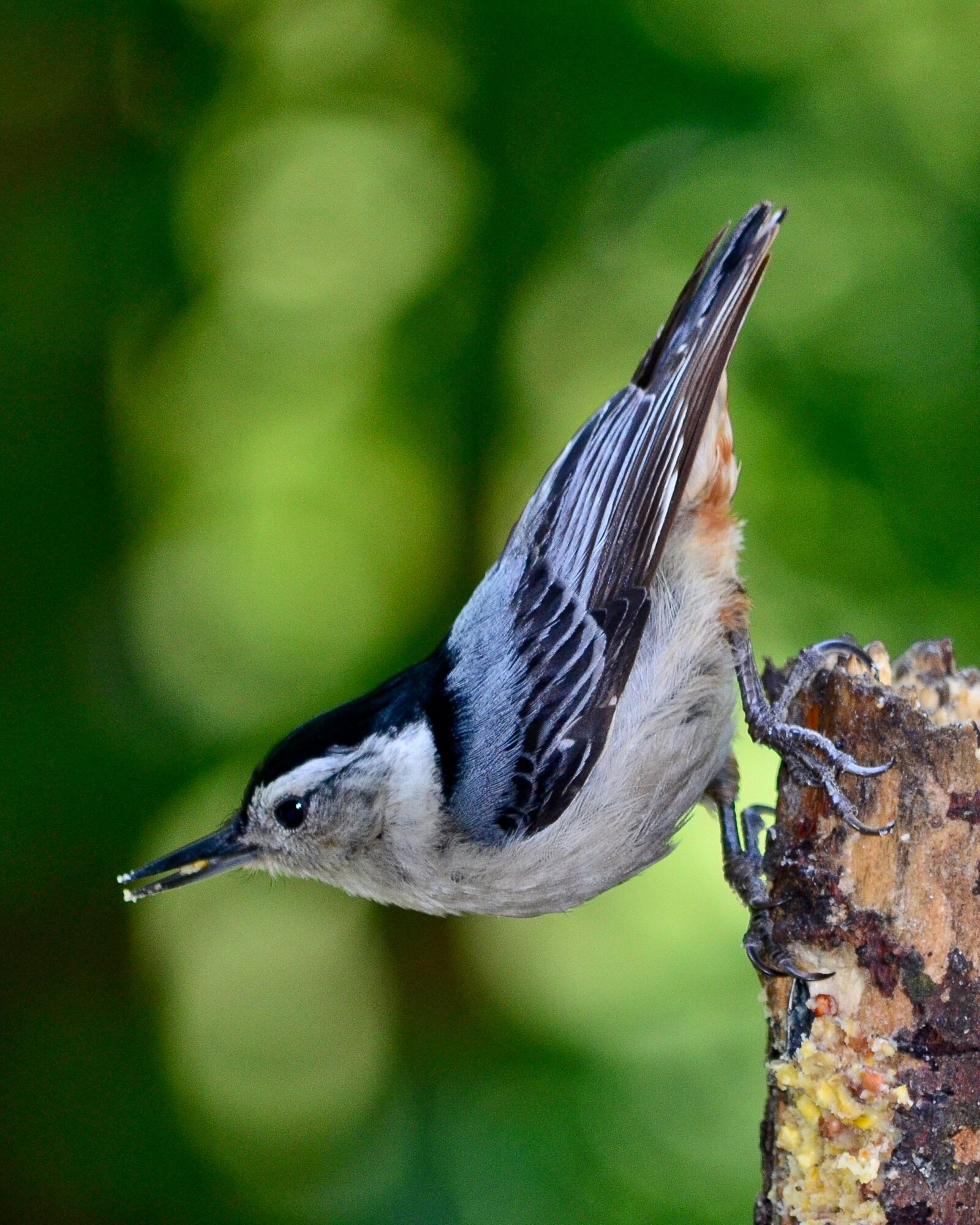 Nikon D5100 sample photo. Bird, nature, outdoors photography