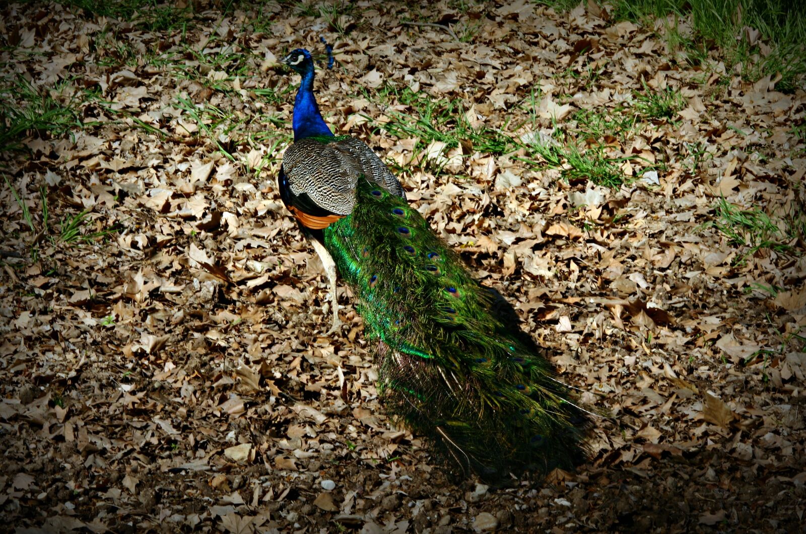 Canon EOS 350D (EOS Digital Rebel XT / EOS Kiss Digital N) sample photo. Nature, bird, outdoors photography