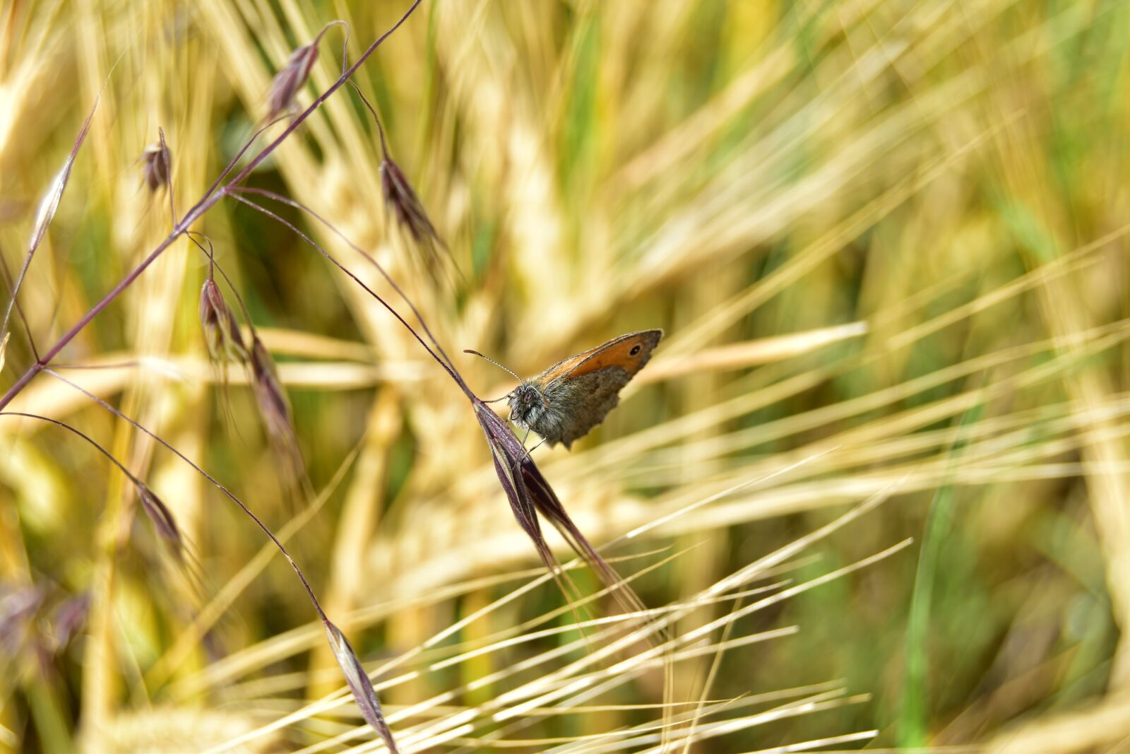 Nikon D5600 sample photo. Butterfly in the cornfield photography