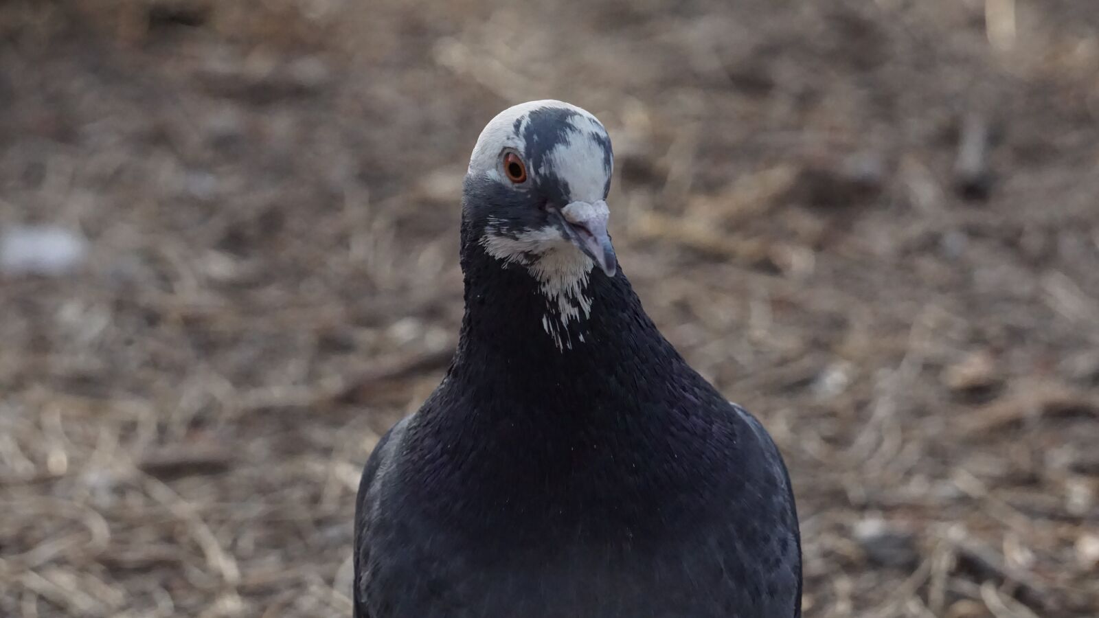 Sony E 55-210mm F4.5-6.3 OSS sample photo. Wildlife, new, nature photography