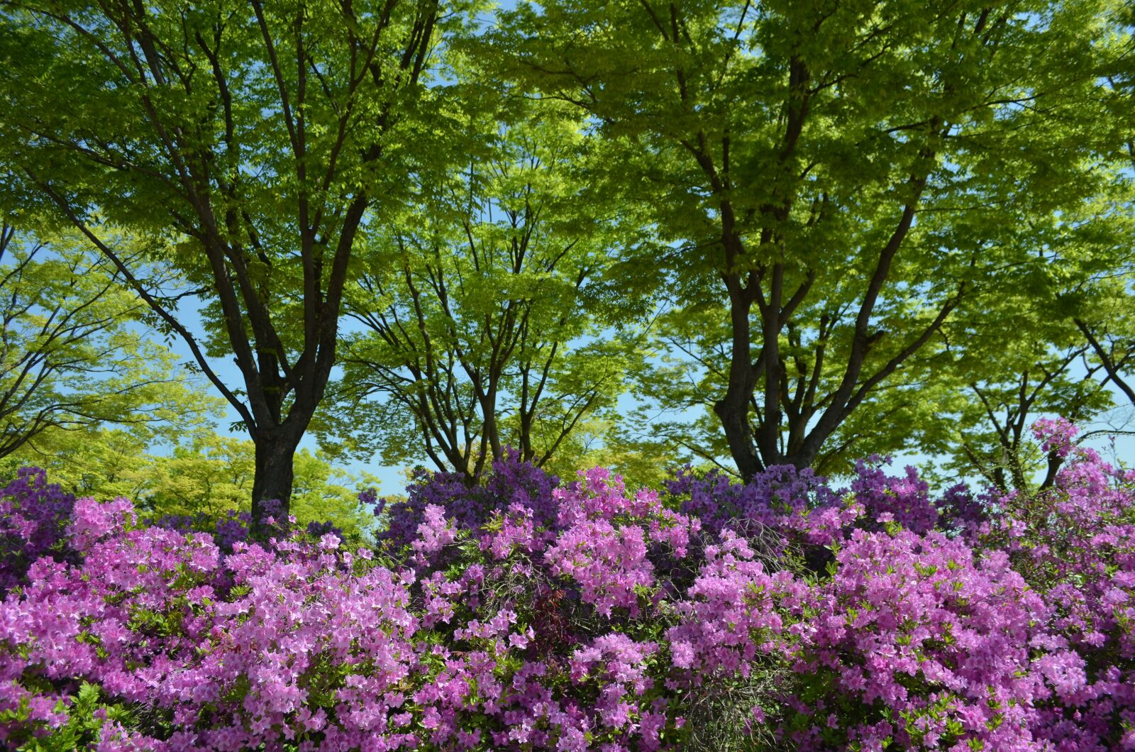 Nikon D5100 sample photo. In the forest, azalea photography