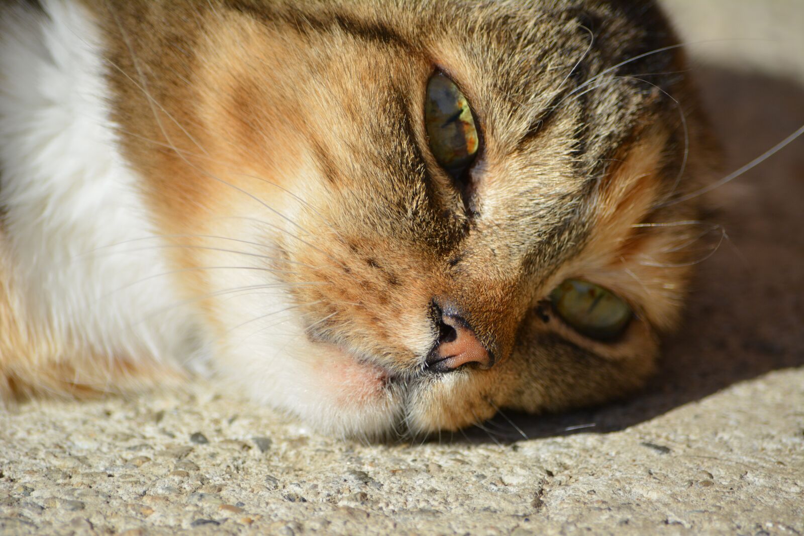 Nikon D5200 sample photo. Cat, animal, the head photography