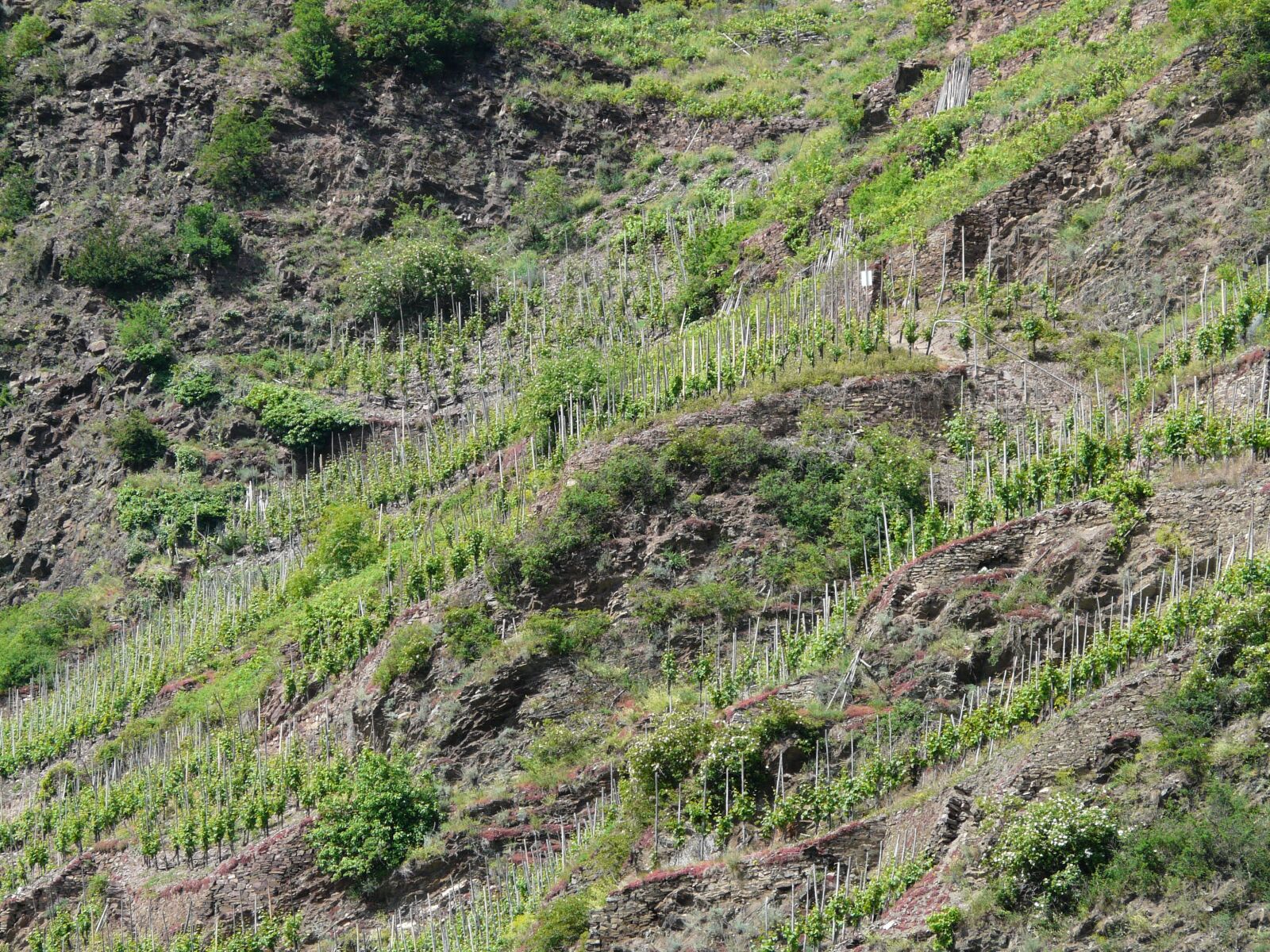 Panasonic DMC-FZ18 sample photo. Vineyard, steep slope, winegrowing photography