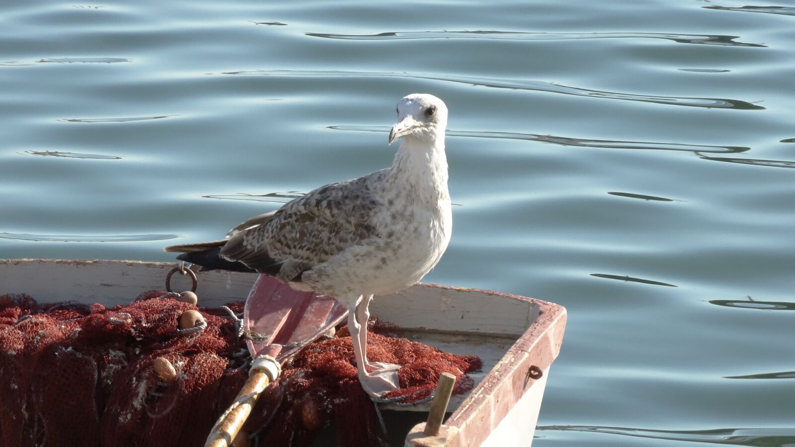 Sony Cyber-shot DSC-HX300 sample photo. Greece, seagull, bird photography