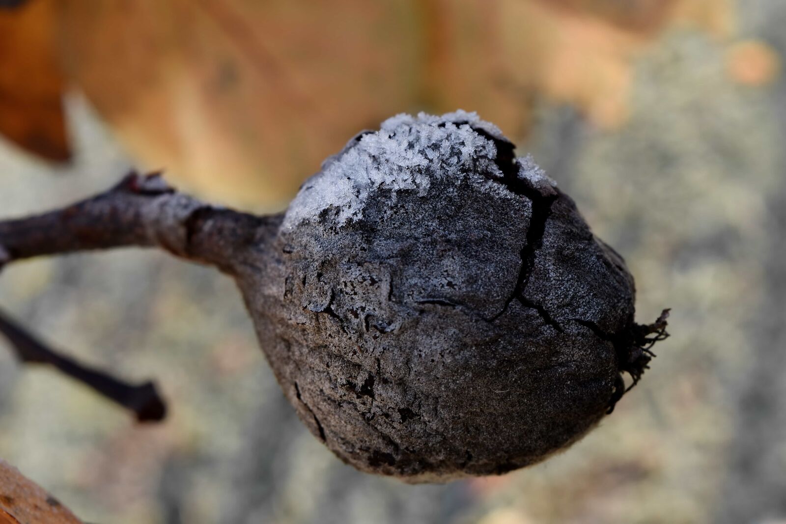 Nikon D5500 sample photo. Cold, frost, ice, quince photography