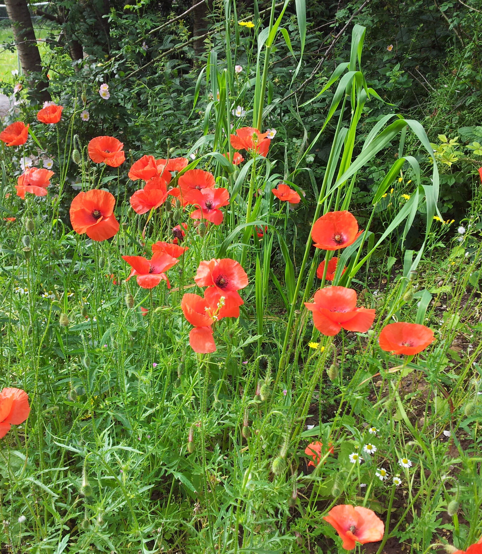 Samsung Galaxy S2 sample photo. Flowers, nature, poppies, poppy photography