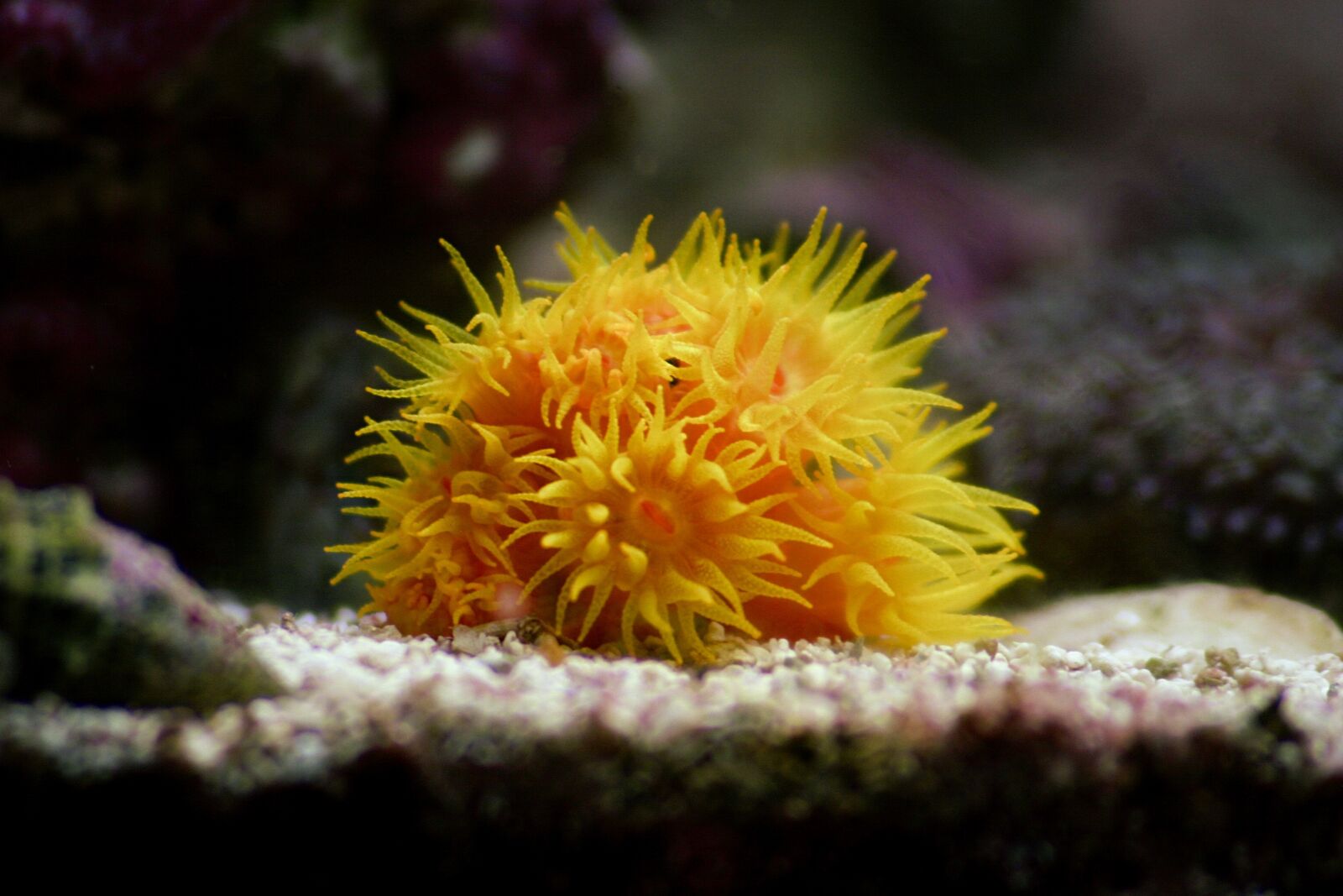 Canon EOS 300D (EOS Digital Rebel / EOS Kiss Digital) sample photo. Coral, sea, alive photography