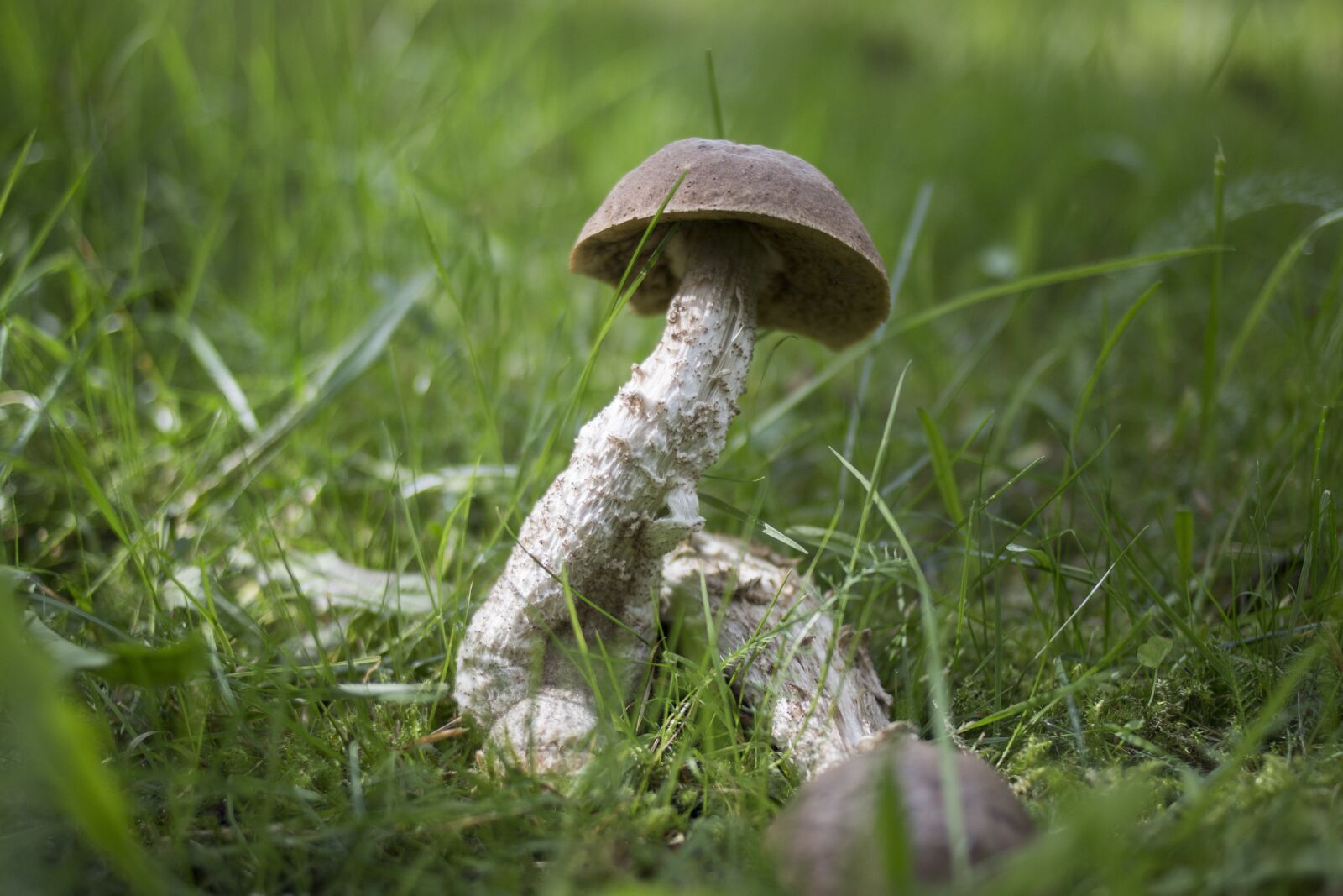 Canon EOS 70D + Canon EF 35mm F2 sample photo. Mushroom, nature, autumn photography