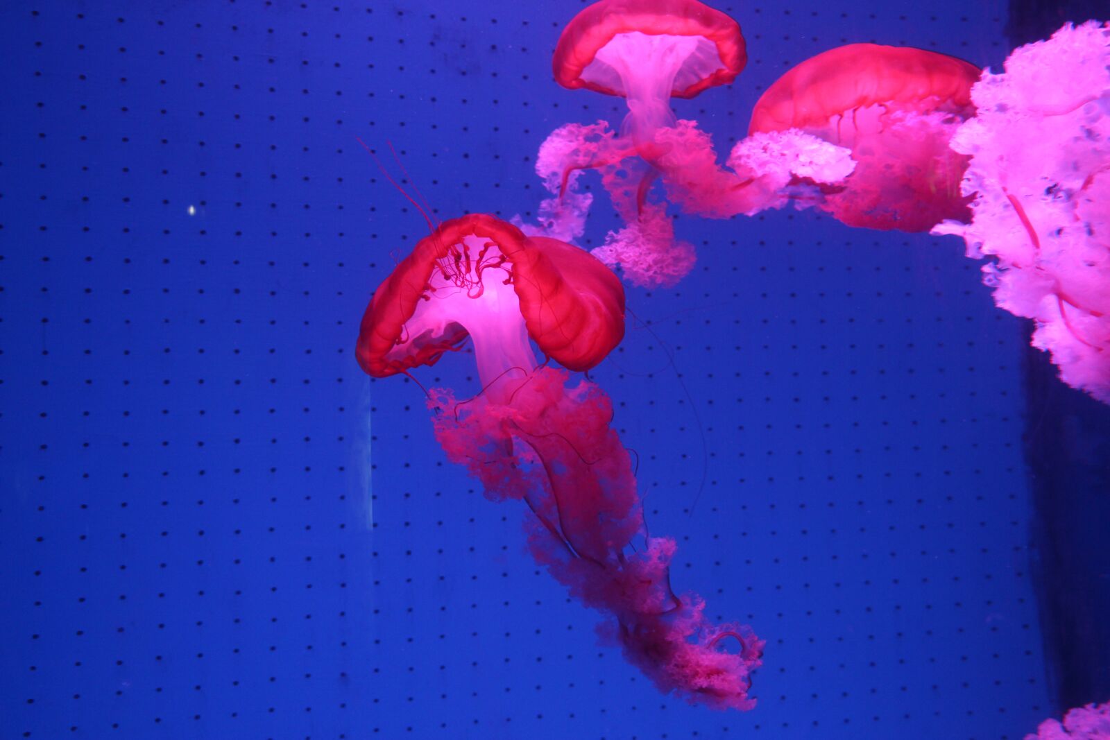 Canon EOS 700D (EOS Rebel T5i / EOS Kiss X7i) sample photo. Animal, jellyfish, red photography