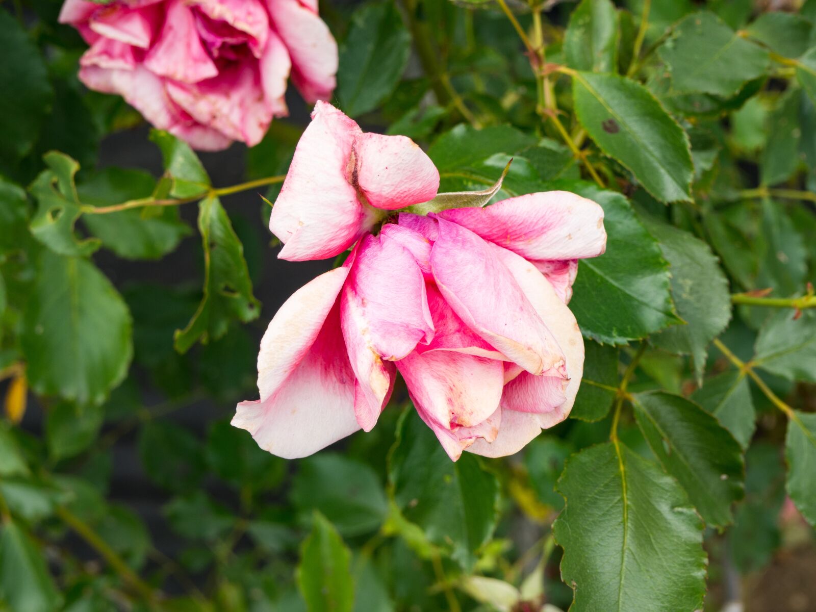 Olympus OM-D E-M10 sample photo. Flowers, nature, blossoms photography