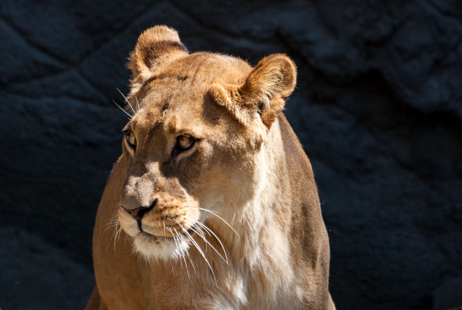 Canon EOS 50D sample photo. Lion, lioness, predator photography