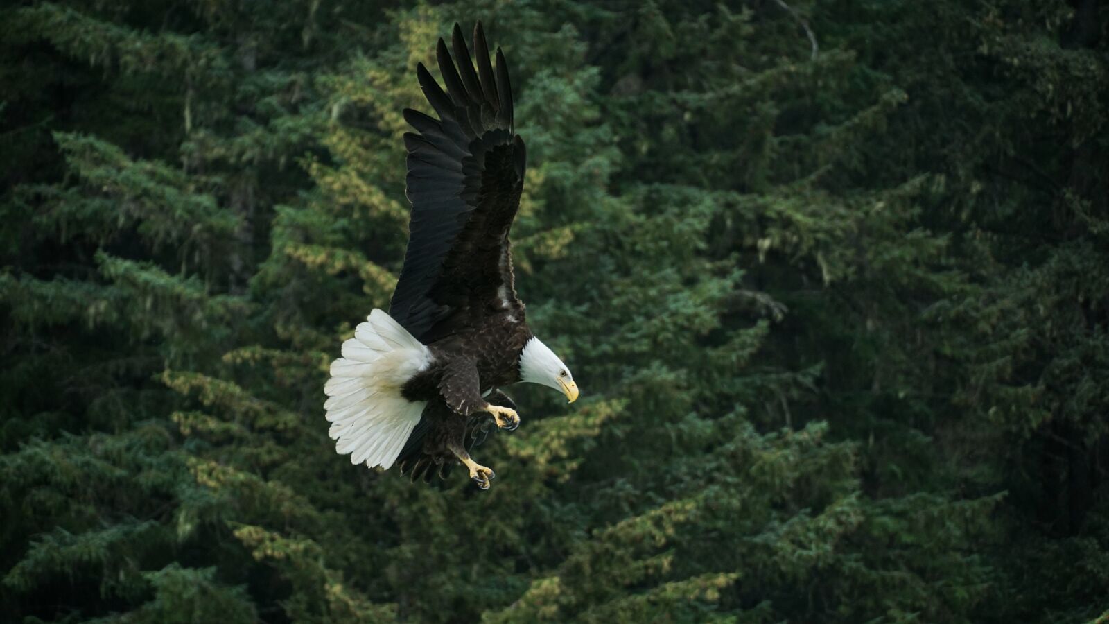 Sony a6000 + Sony E 18-135mm F3.5-5.6 OSS sample photo. Bald eagle, alaska, nature photography