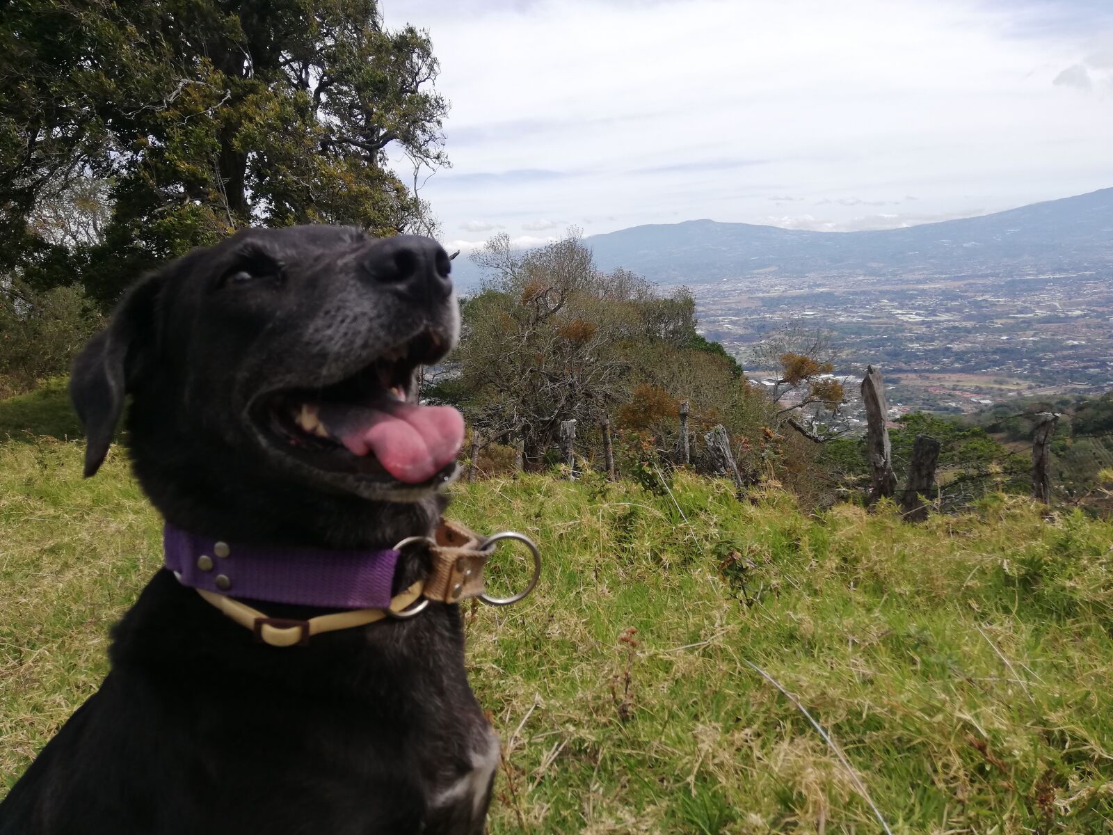 HUAWEI ANE-LX1 sample photo. Dog, training, open air photography